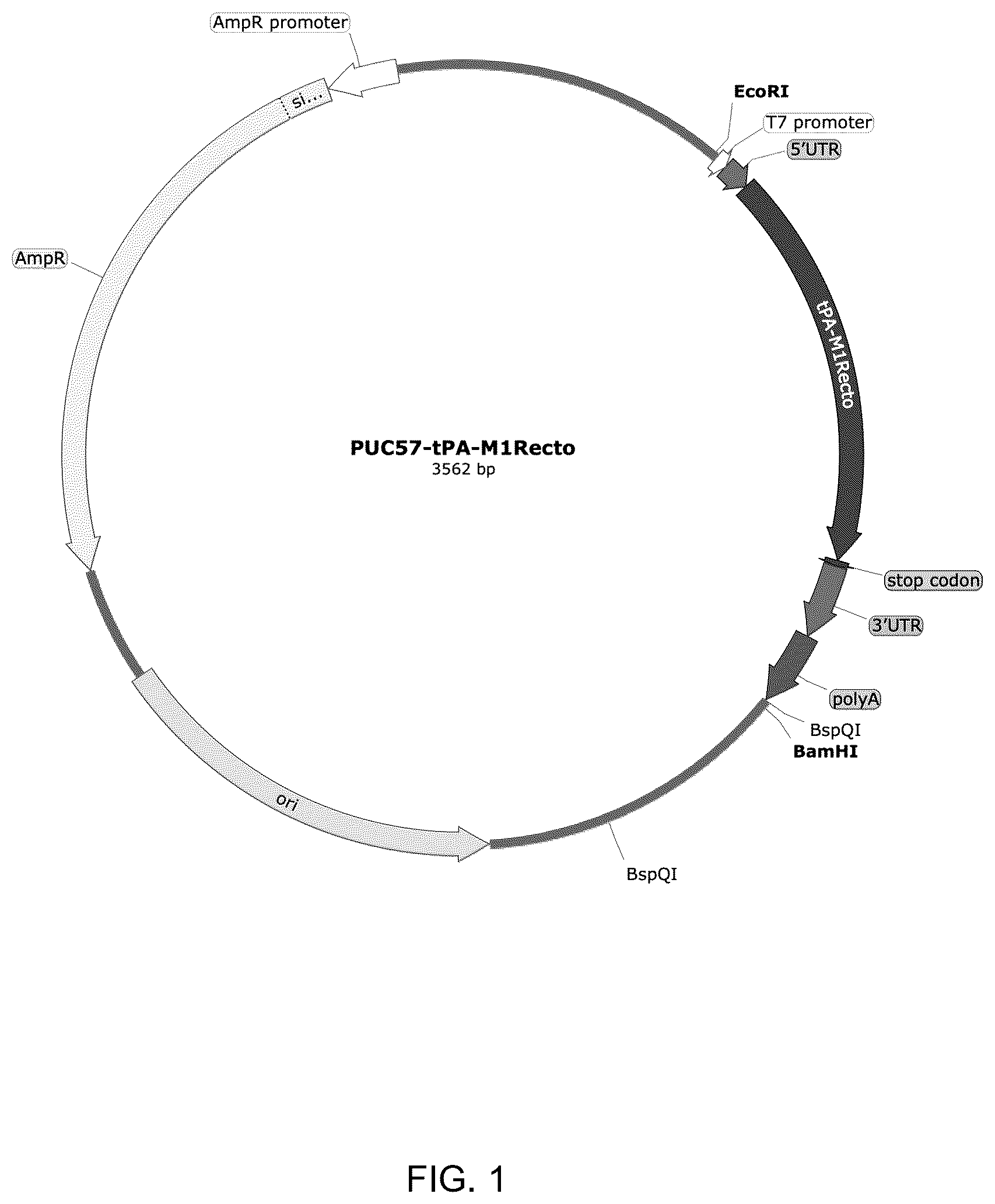 Patent US12324835 Figure 1 – mRNA vaccine encoding fusion antigen against Mpox and severe acute respiratory syndrome coronavirus 2