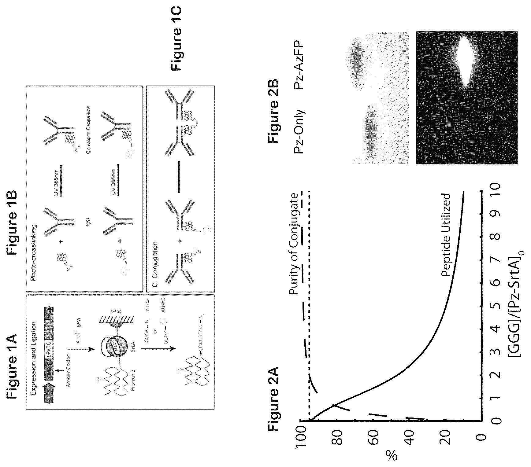 Patent US12324842 — Compositions and methods for making antibody conjugates — Figure 1