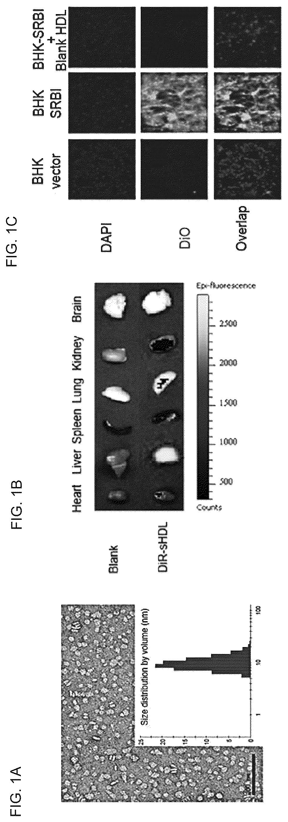 Patent US12324843 — Compositions and methods for delivery of biomacromolecule agents — Figure 1