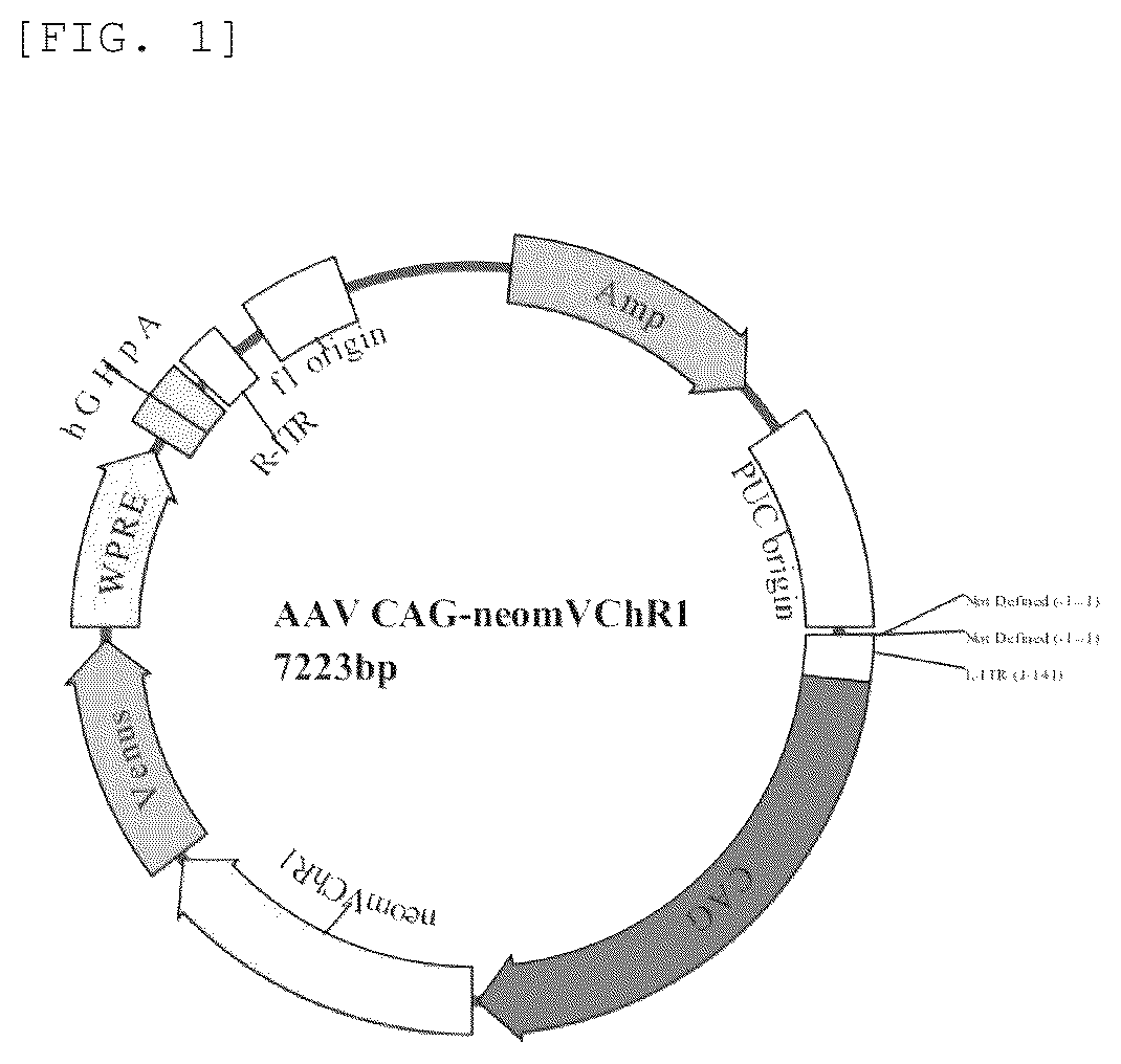 Patent US12325729 — Modified channel rhodopsin — Figure 1