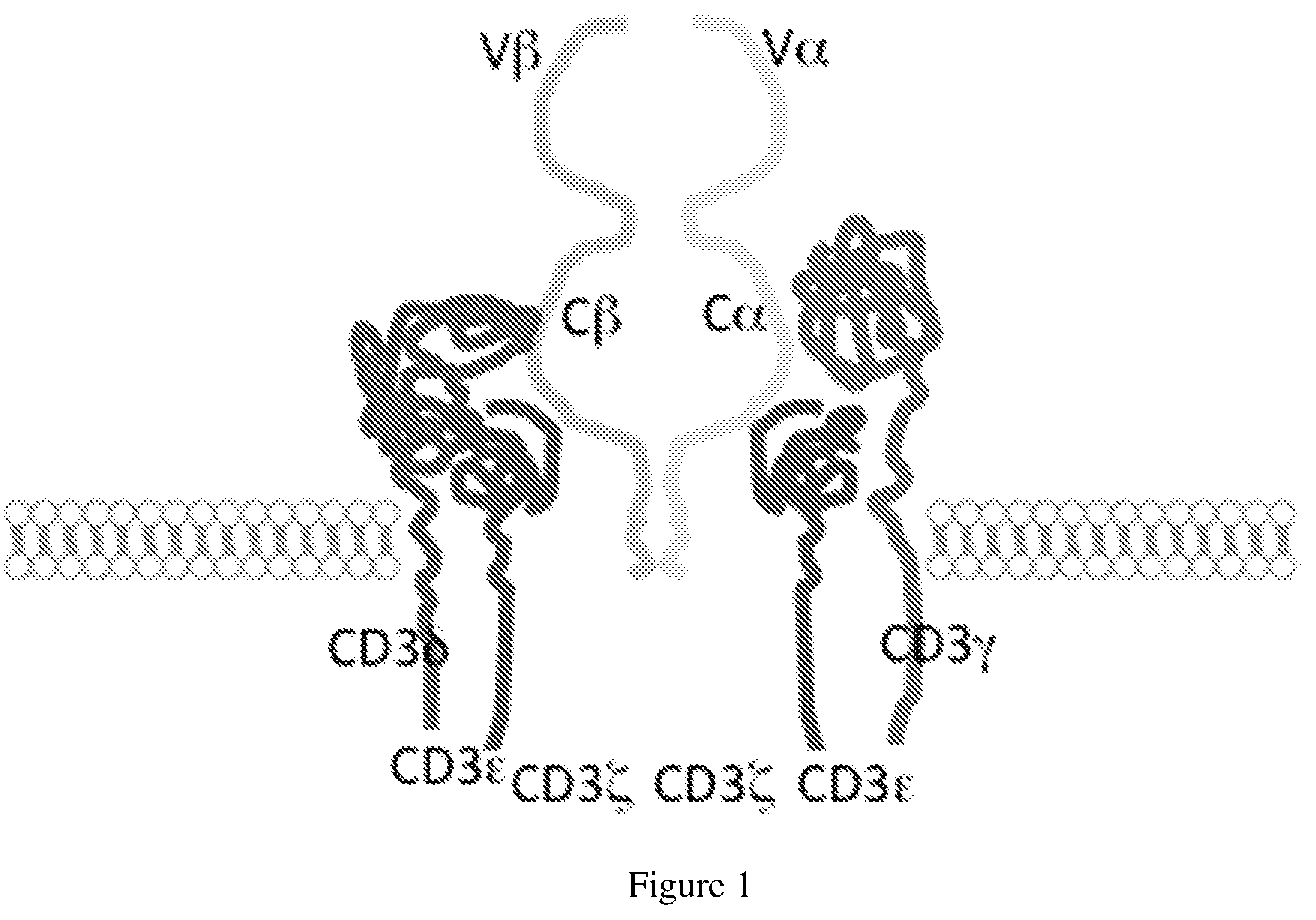 Patent US12325733 — Binding domain — Figure 1