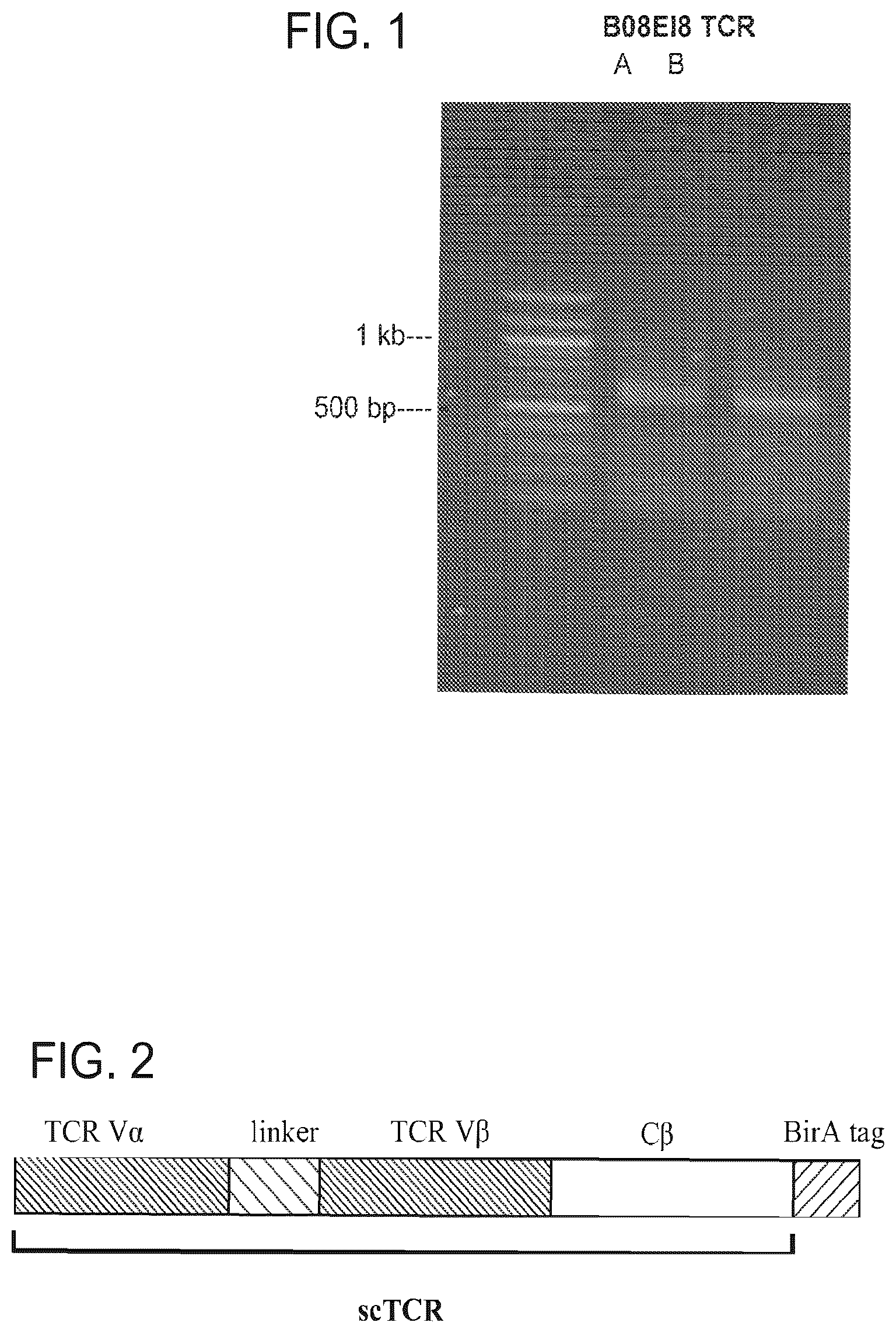 Patent US12325734 — Human immunodeficiency virus-specific T cell receptors — Figure 1