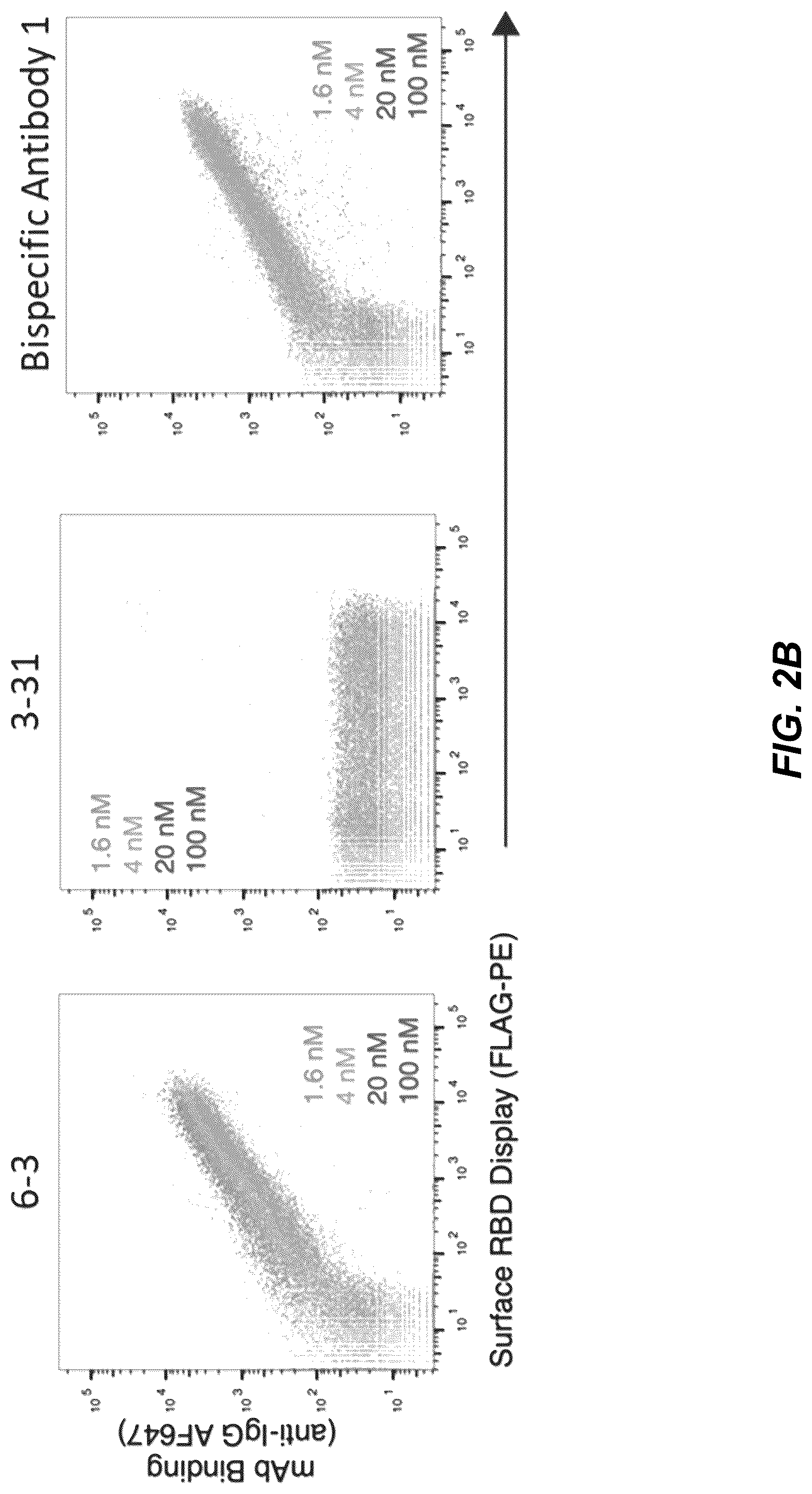 Patent US12325739 — Bispecific SARS-CoV-2 antibodies and methods of use — Figure 1