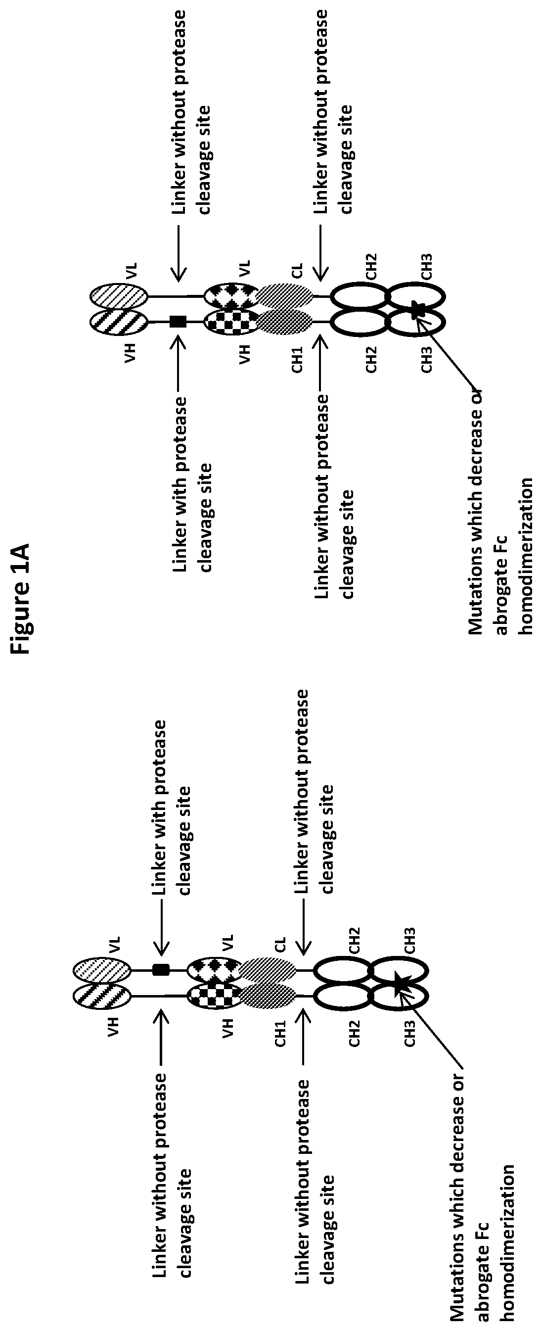 Patent US12325757 — Protease cleavable bispecific antibodies and uses thereof — Figure 1