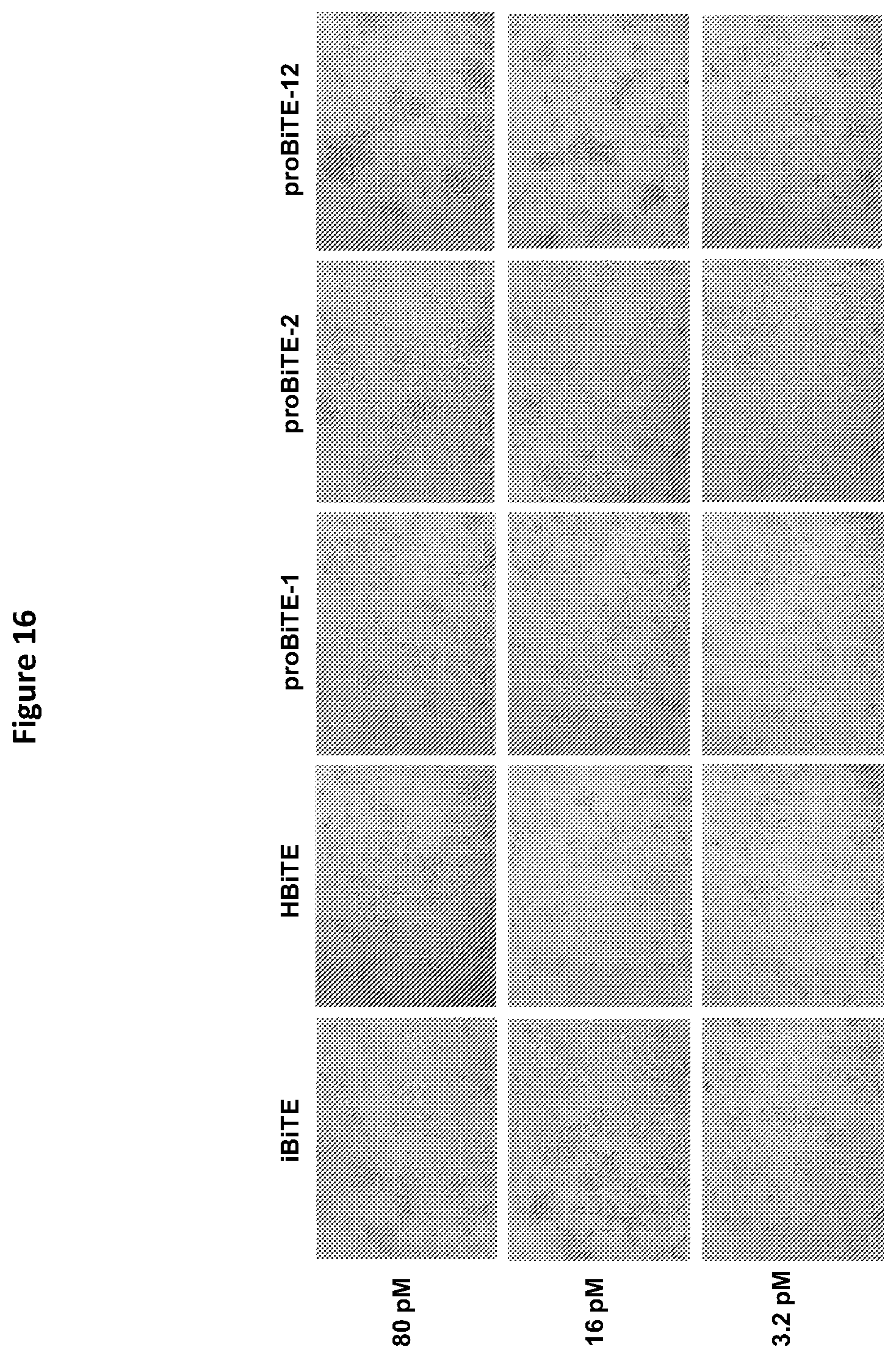Patent US12325757 Figure 18 – Protease cleavable bispecific antibodies and uses thereof
