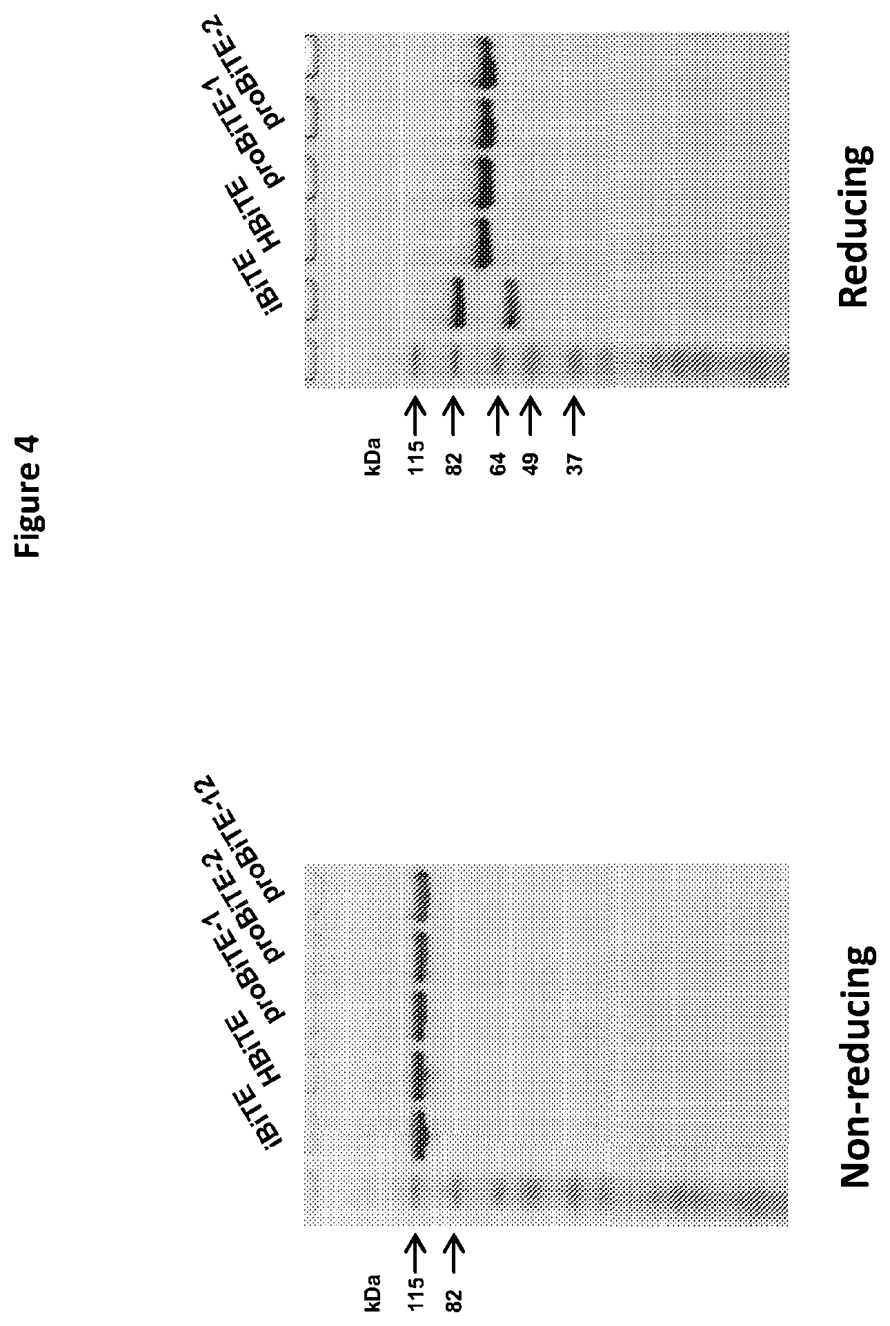 Patent US12325758 Figure 6 – Protease cleavable bispecific antibodies and uses thereof