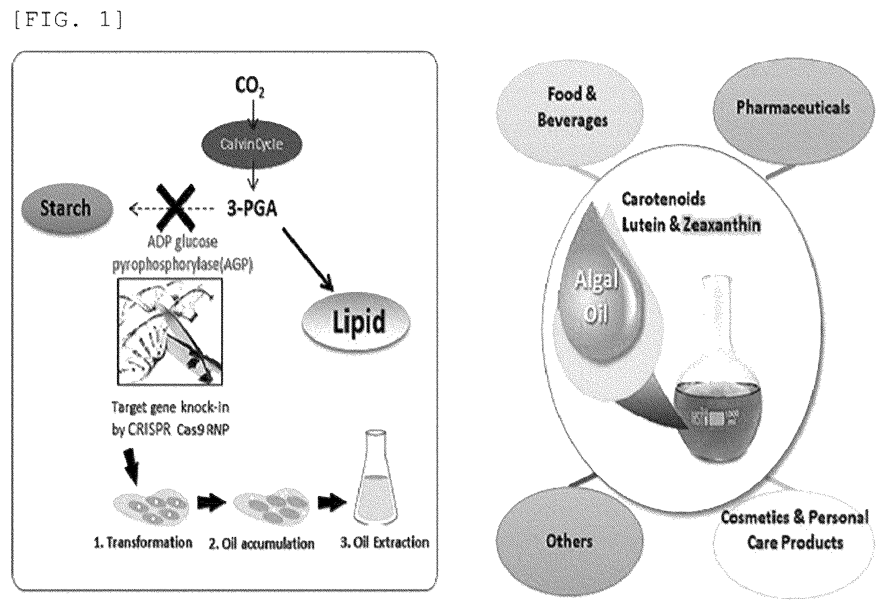 Patent US12325852 — Chlamydomonas mutant and use thereof — Figure 1