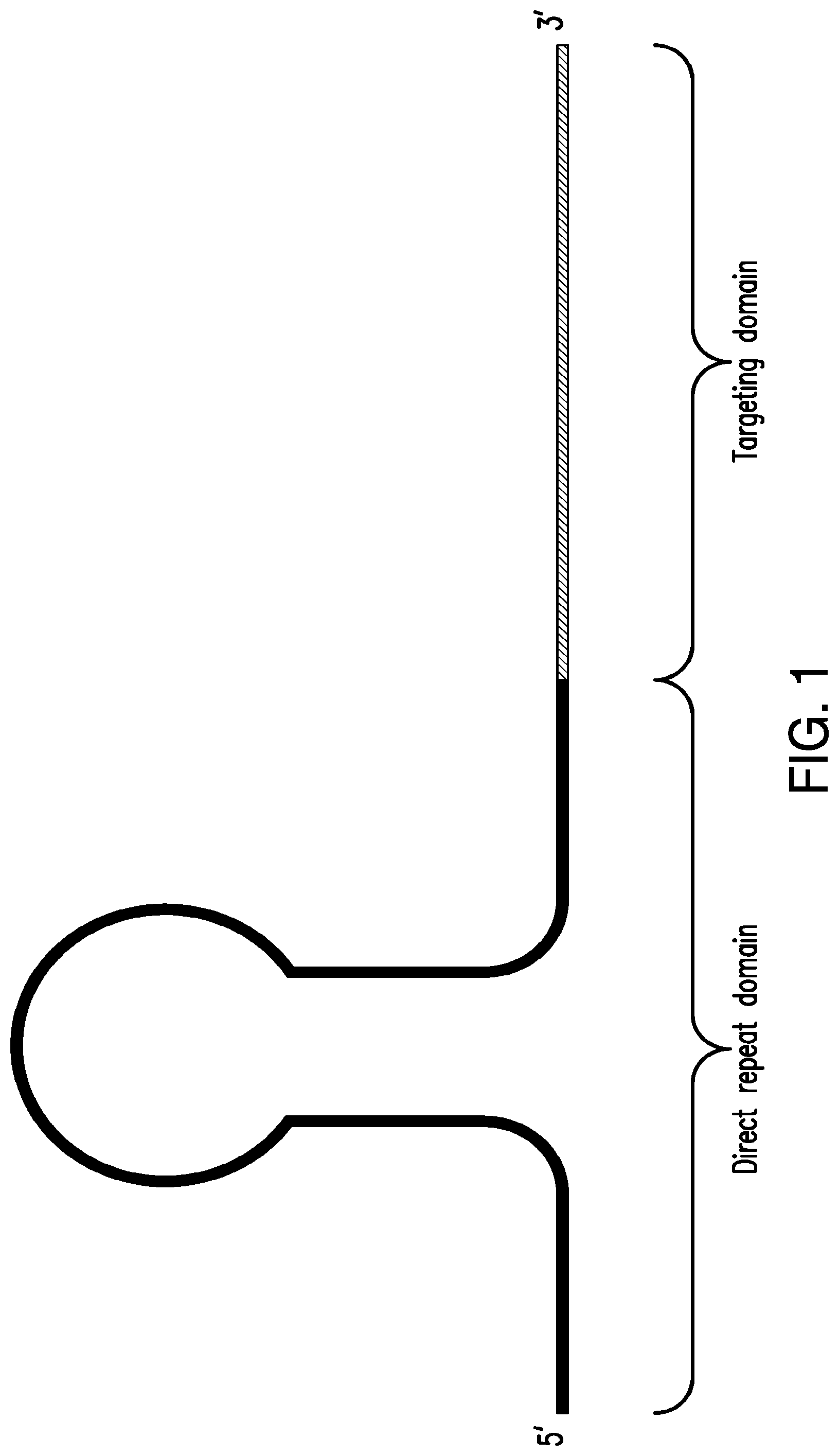 Patent US12325854 — Crispr-CPF1-related methods, compositions and components for cancer immunotherapy — Figure 1