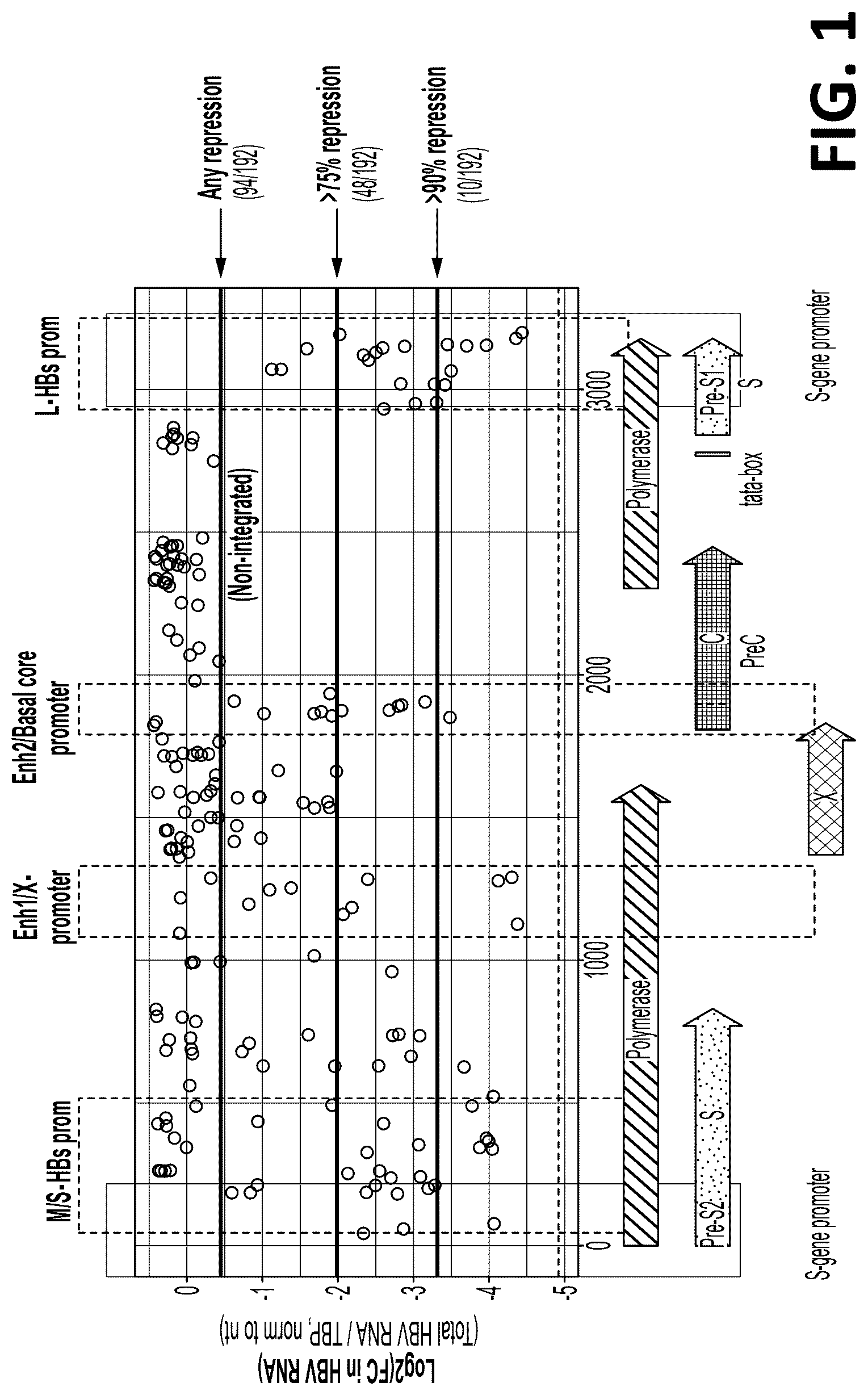 Patent US12325857 — Compositions, systems, and methods for regulation of Hepatitis b virus through targeted gene repression — Figure 1
