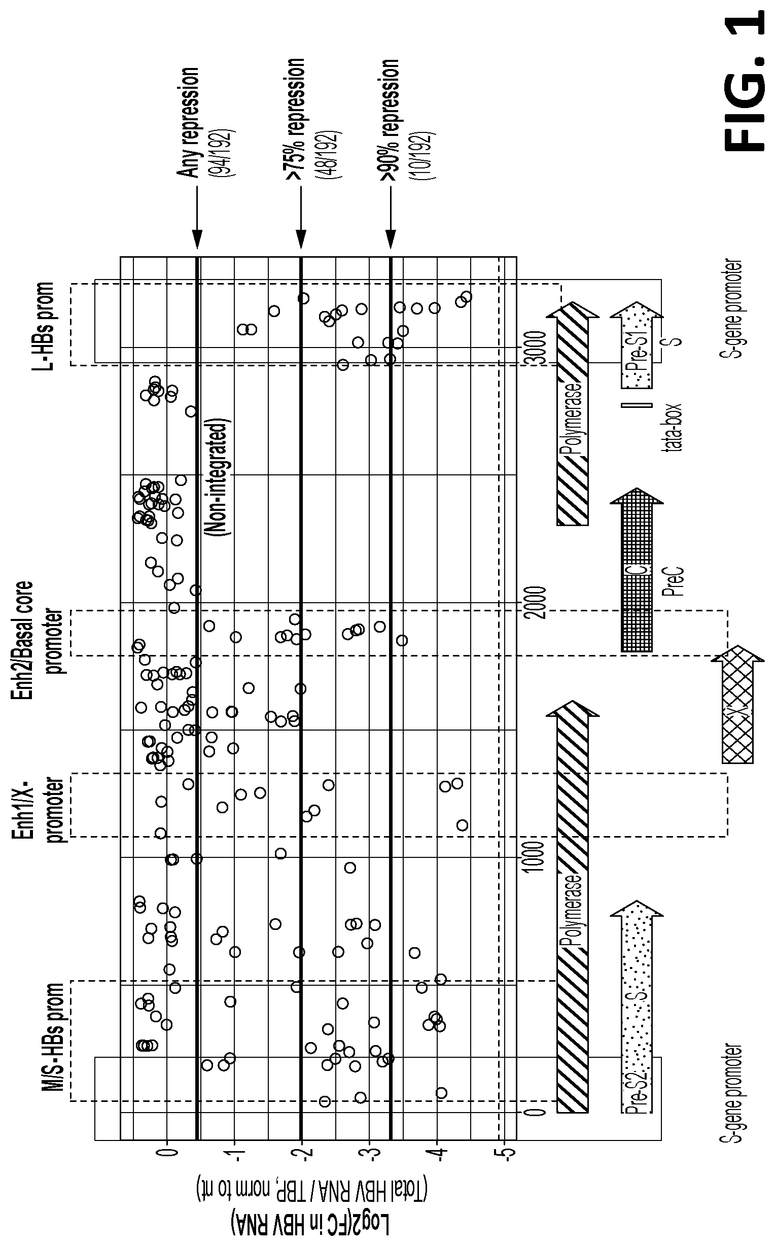 Patent US12325858 — Compositions, systems, and methods for regulation of Hepatitis B virus through targeted gene repression — Figure 1
