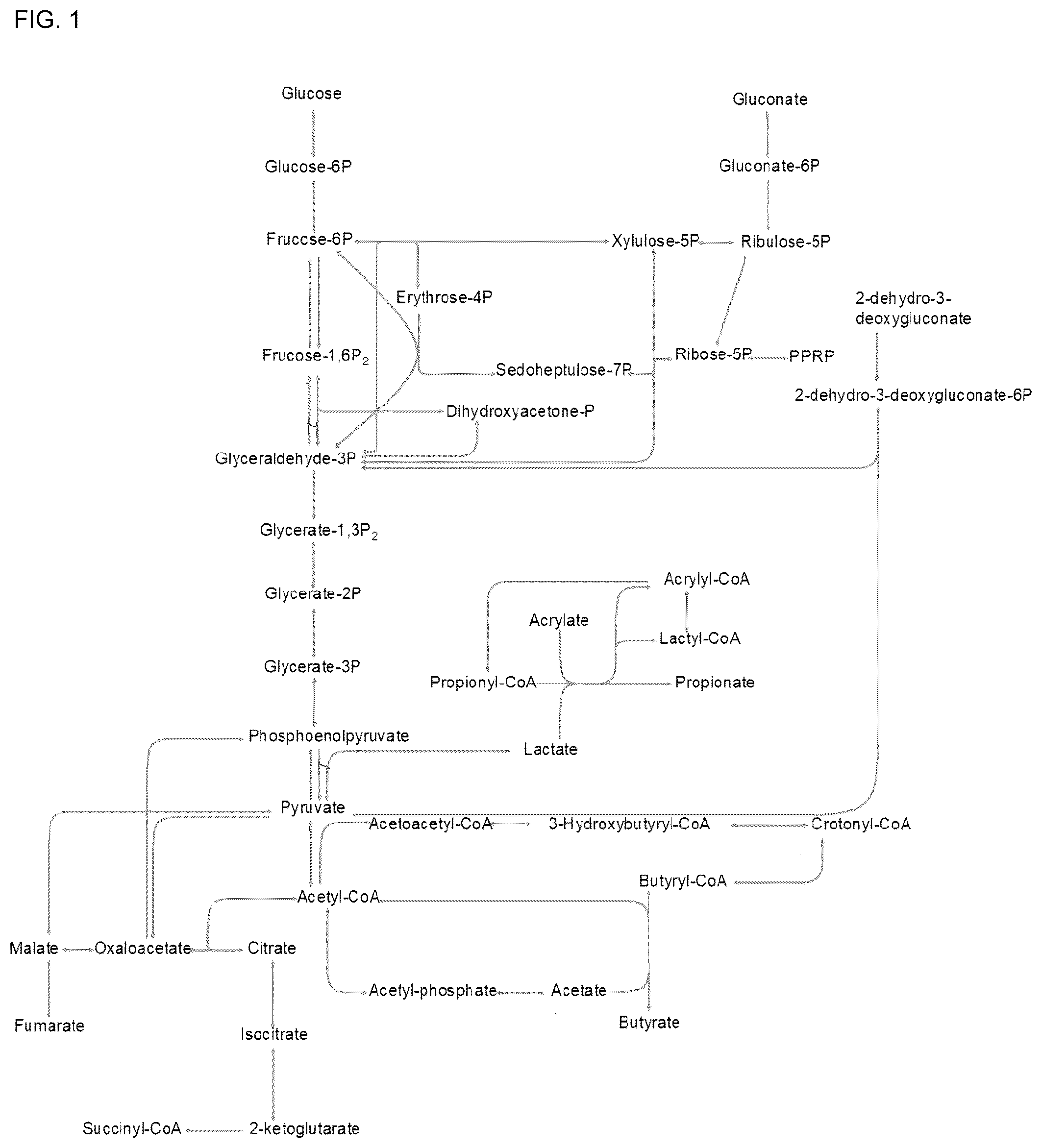 Patent US12325859 Figure 1 – Microbial approach for the production of long chain compounds