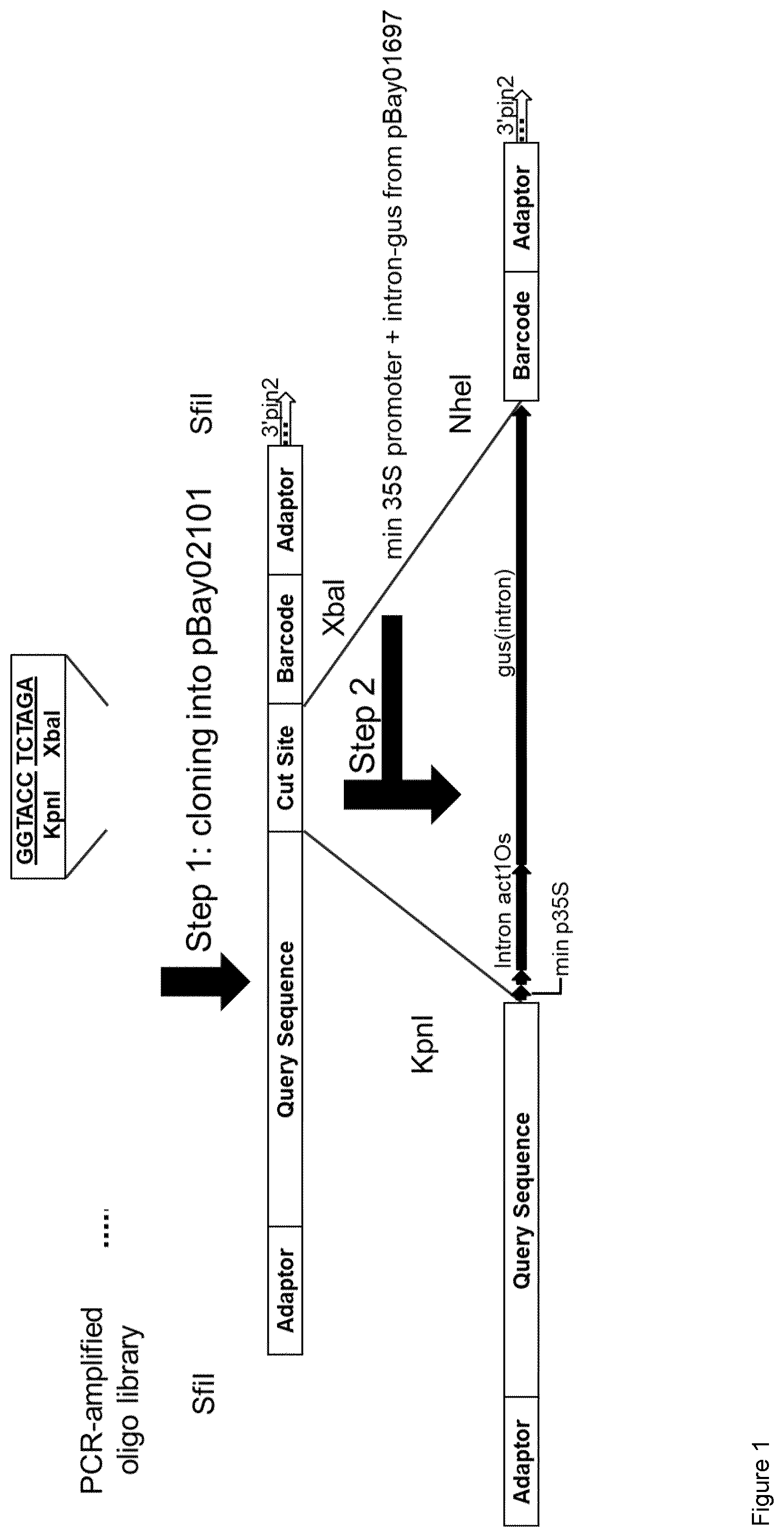 Patent US12325861 — Regulatory nucleic acid molecules for enhancing gene expression in plants — Figure 1