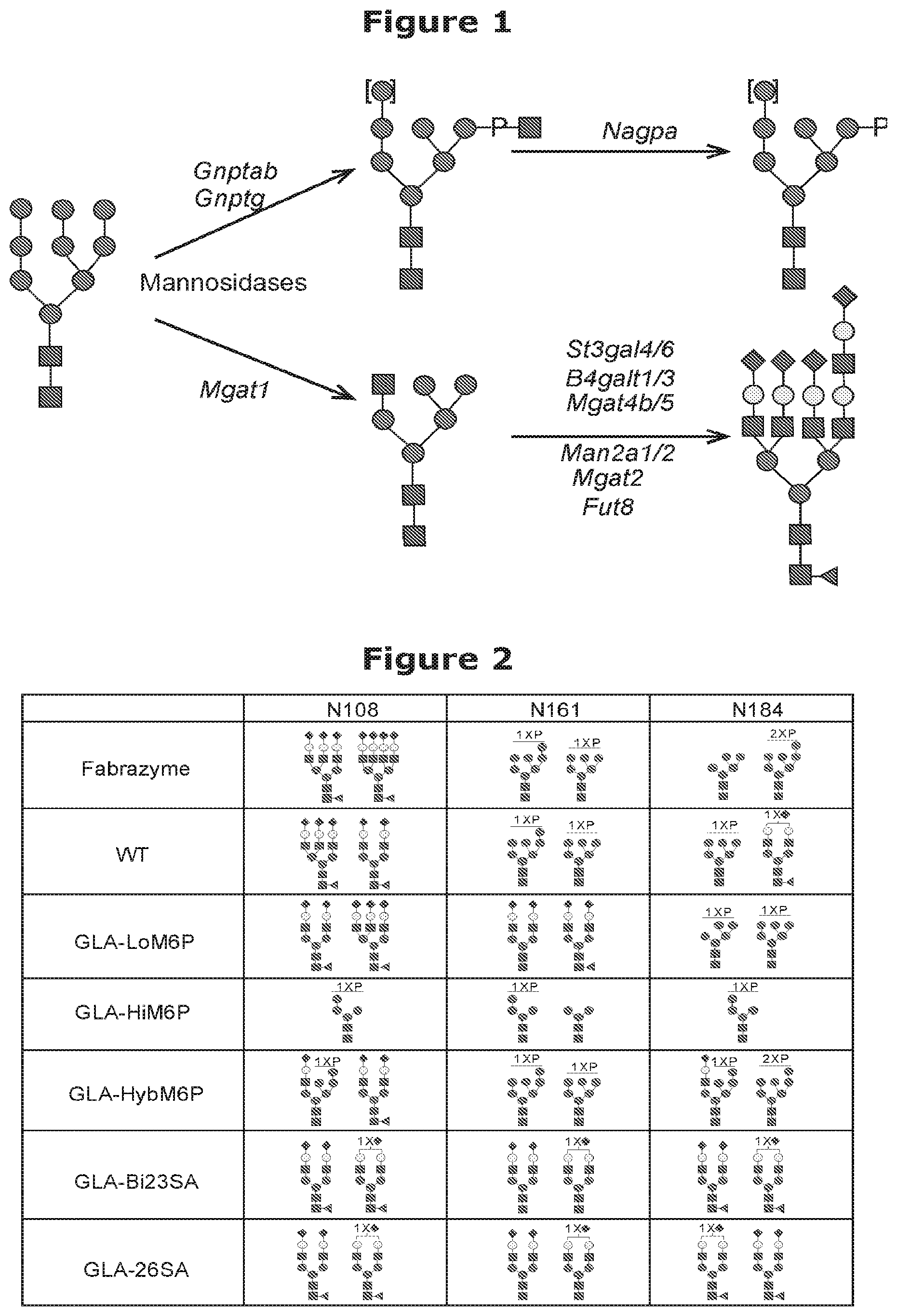 Patent US12325871 — Lysosomal enzymes modified by cell based glycoengineering — Figure 1