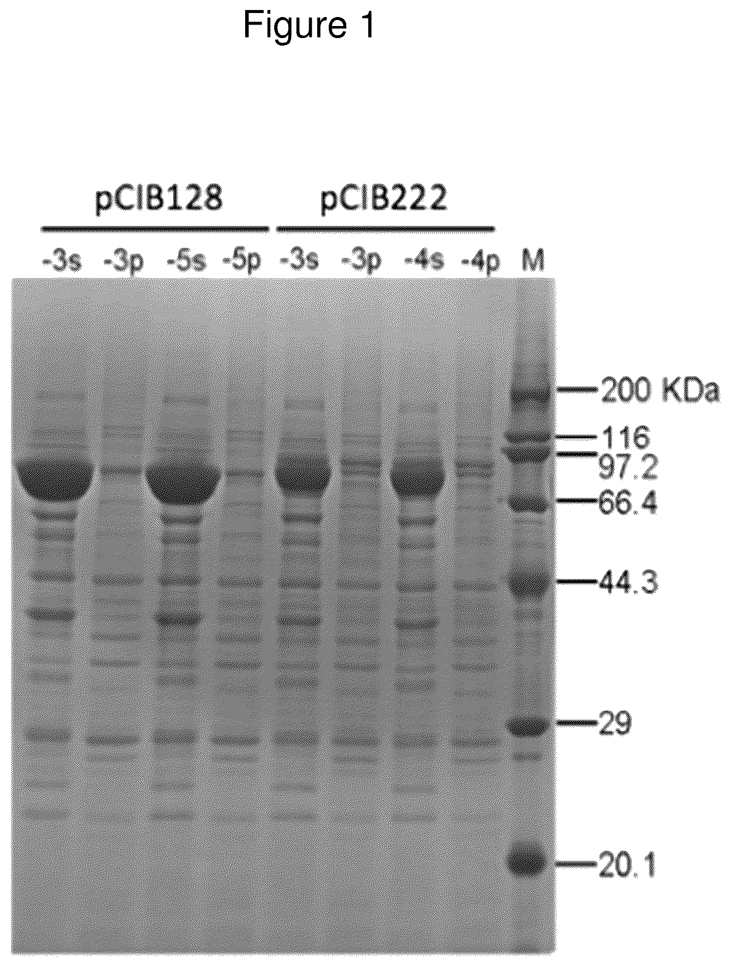 Patent US12325872 — Method of improving acid decarboxylase activity in vitro under alkaline pH — Figure 1