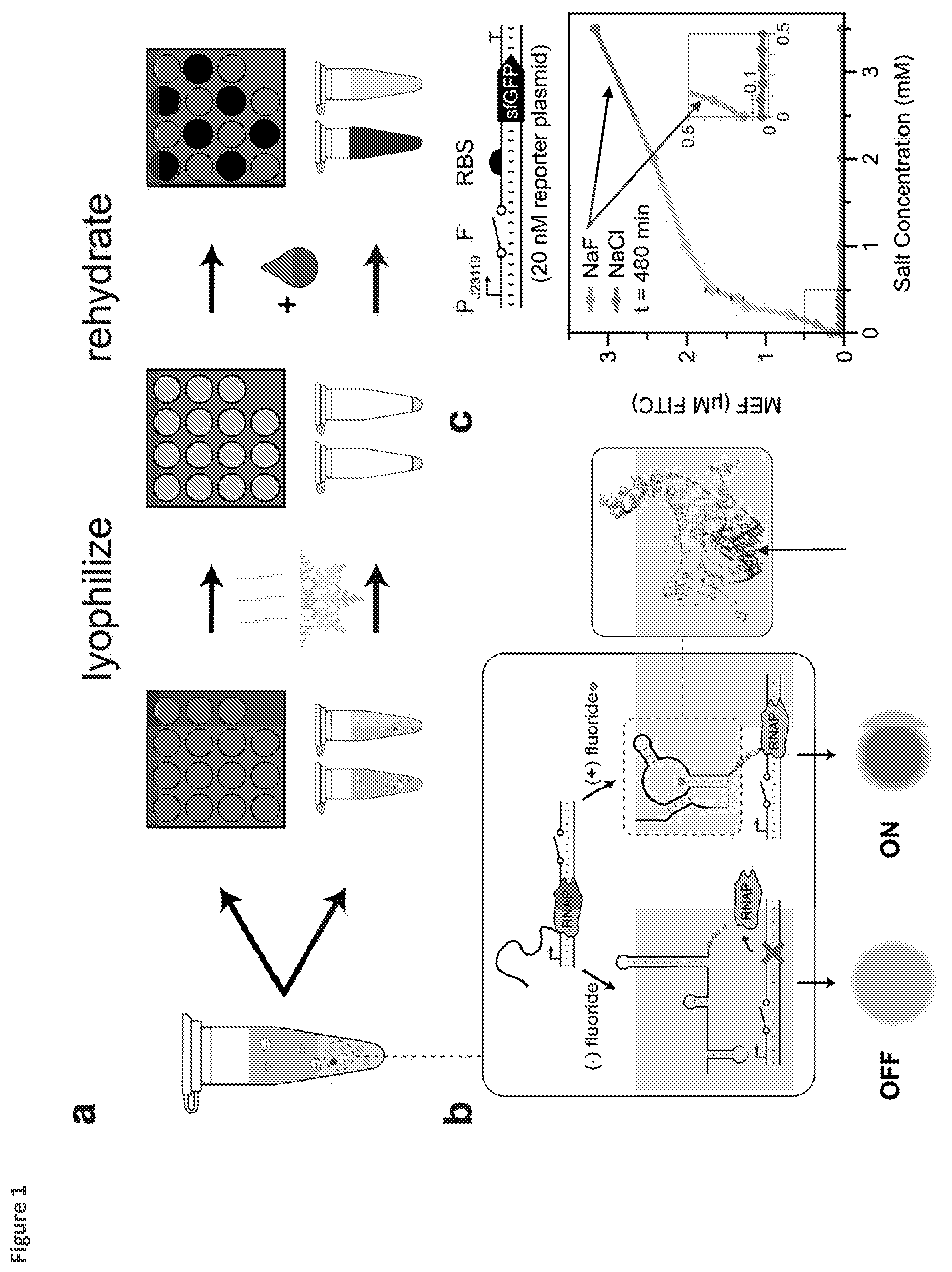Patent US12325884 — Riboswitch-based fluoride sensing in cell-free extract — Figure 1