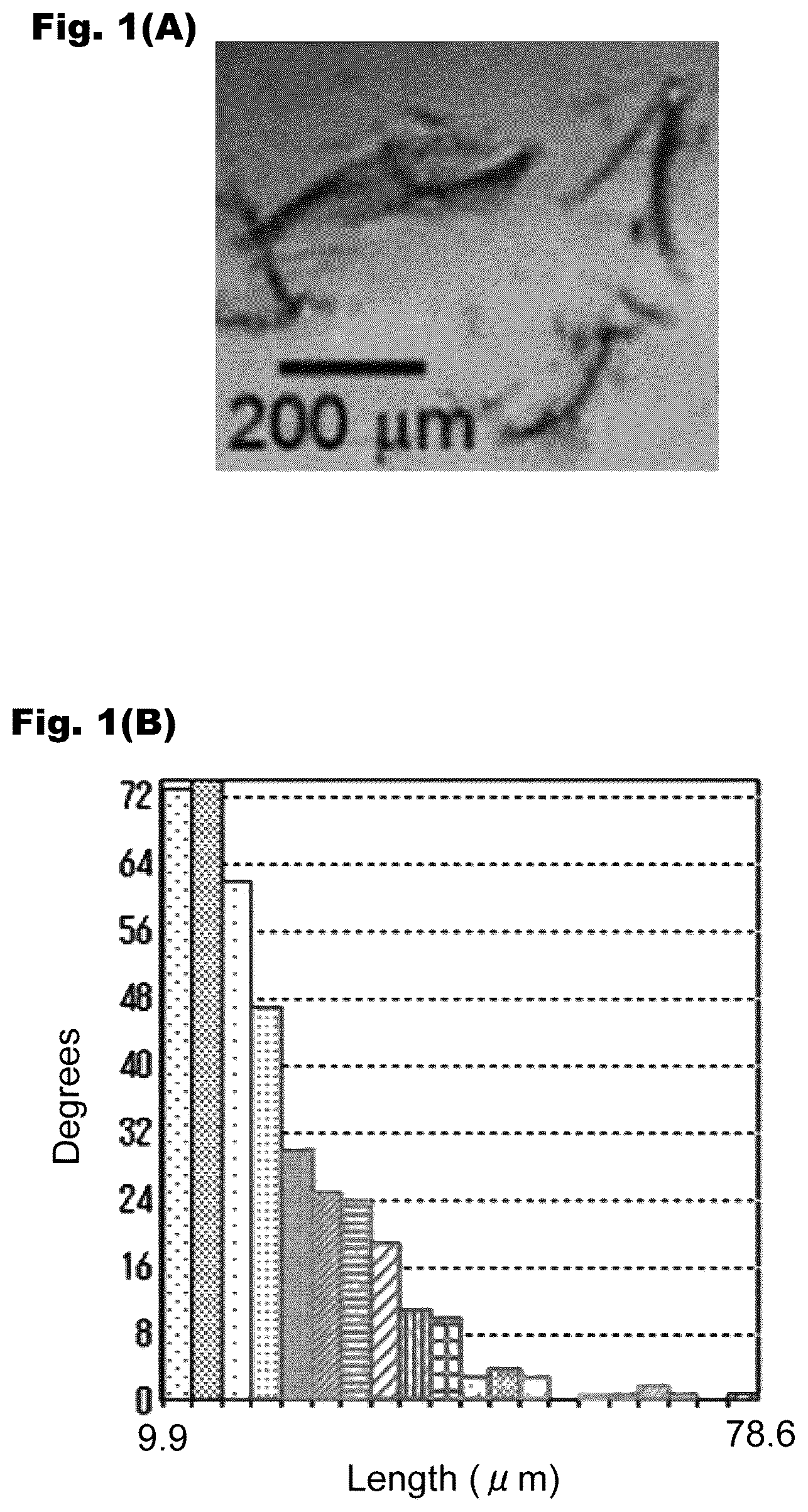 Patent US12326433 Figure 1 – Abnormal cardiac rhythm myocardial model and method for producing same, agent for forming abnormal cardiac rhythm myocardial model, and method for evaluating drug efficacy of heart disease therapeutic