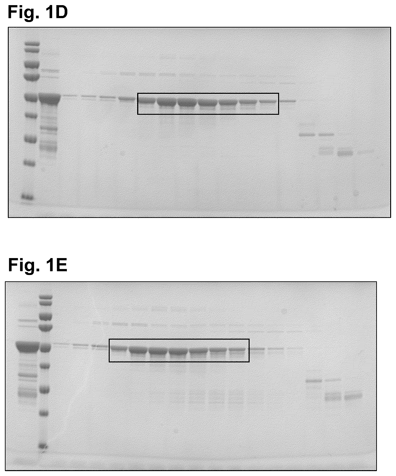 Patent US12326451 Figure 2 – Severe acute respiratory syndrome (SARS)—associated coronavirus diagnostics