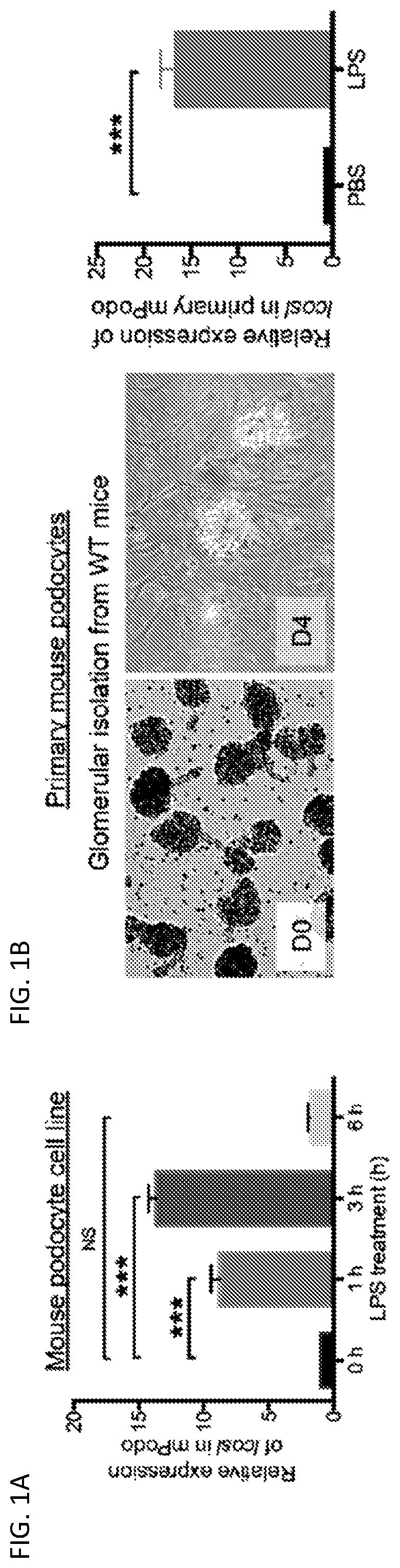 Patent US12326457 — ICOSL for use as a renal therapeutic — Figure 1