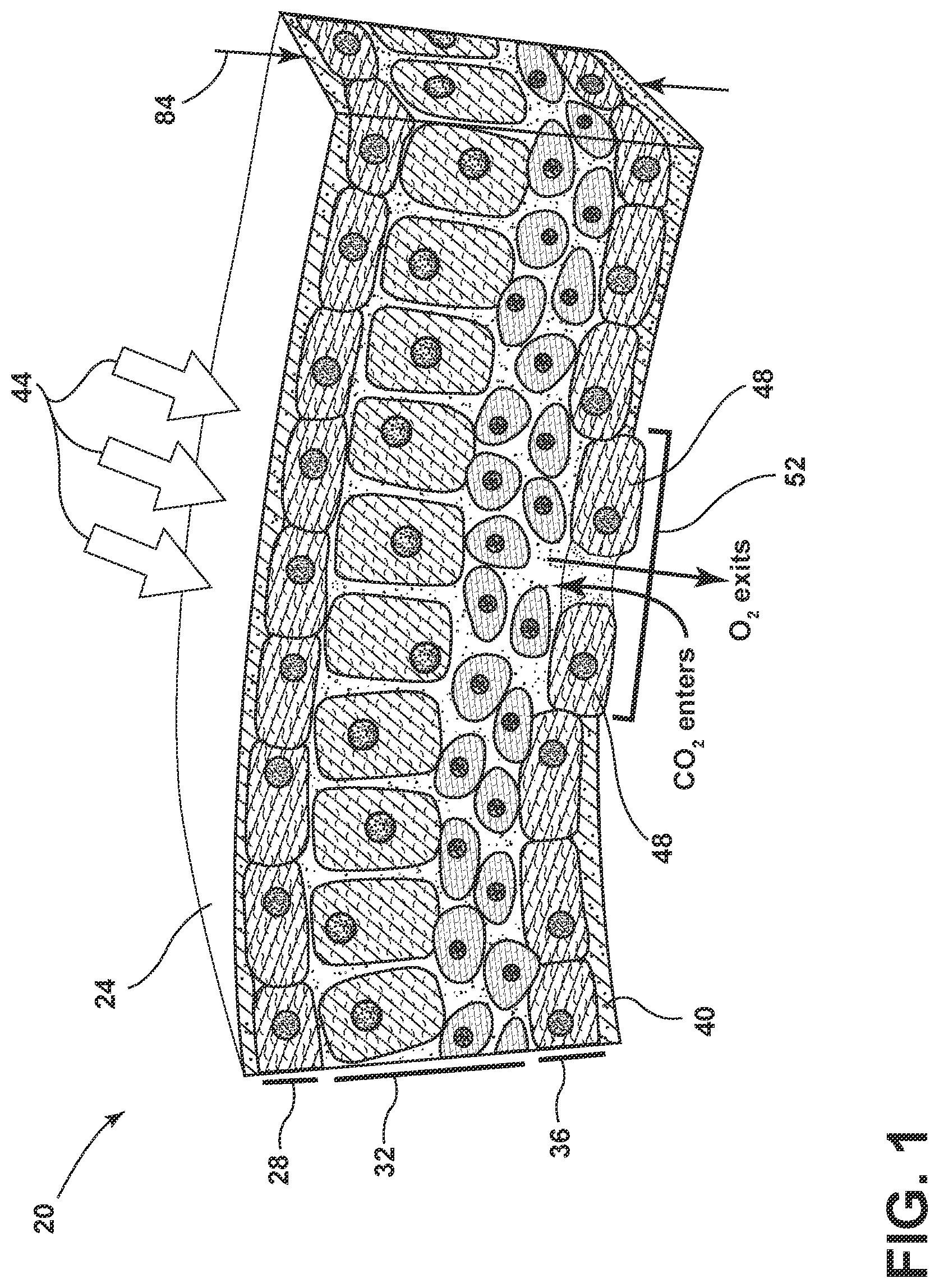 Patent US12327496 — Method of decoratively scarifying plant leaves — Figure 1