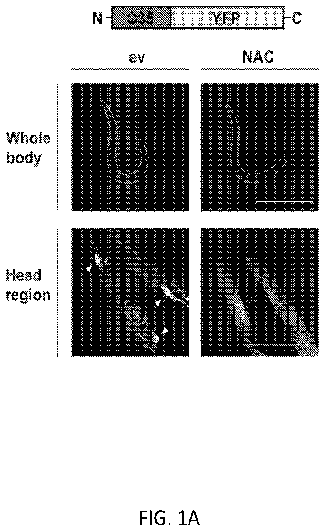 Patent US12338268 — Compositions and methods for treating protein aggregation-associated diseases — Figure 1