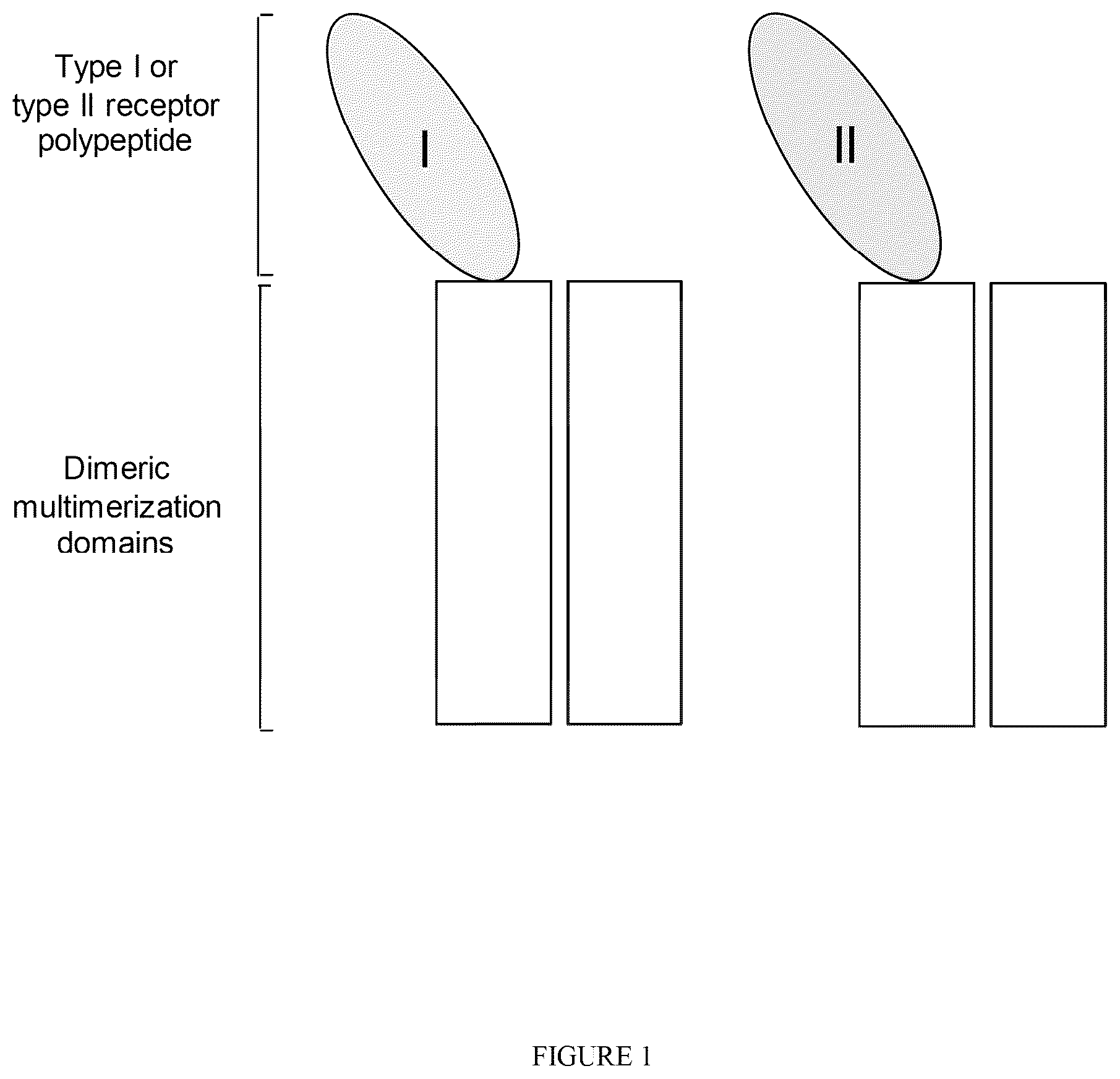 Patent US12338273 — Single-arm type I and type II receptor fusion proteins and uses thereof — Figure 1