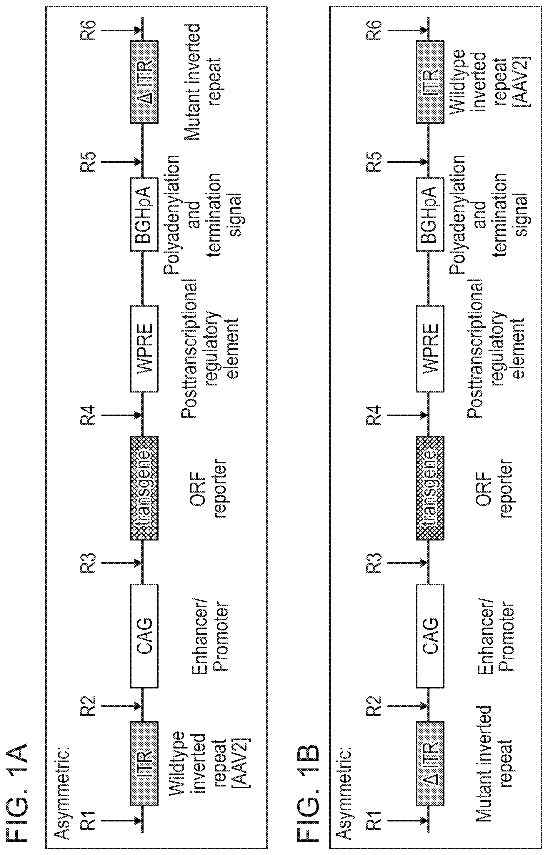 Patent US12338275 Figure 1 – Non-viral DNA vectors and uses thereof for expressing FVIII therapeutics