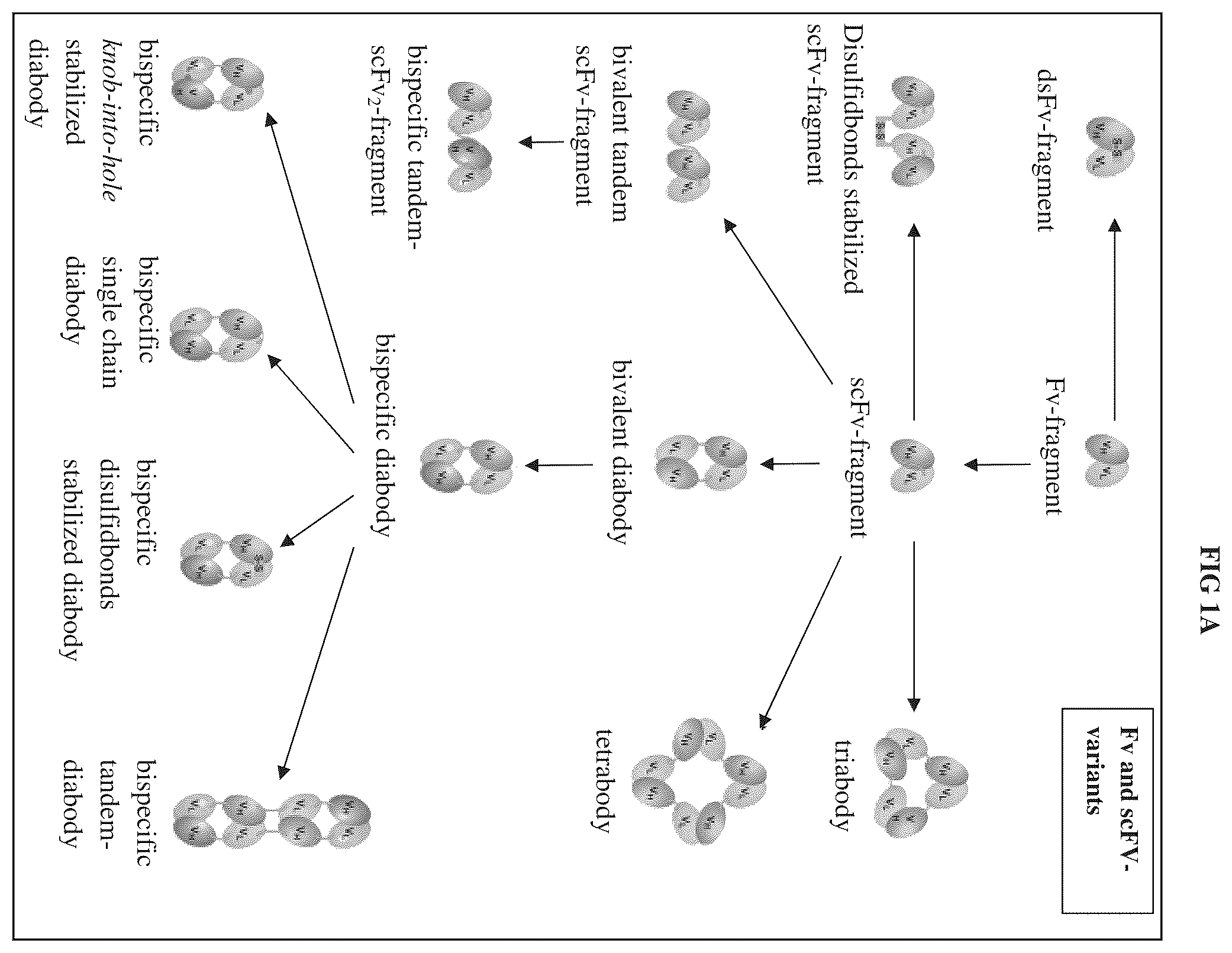 Patent US12338281 — Anti-adrenomedullin antibodies and pharmaceutical compositions thereof — Figure 1