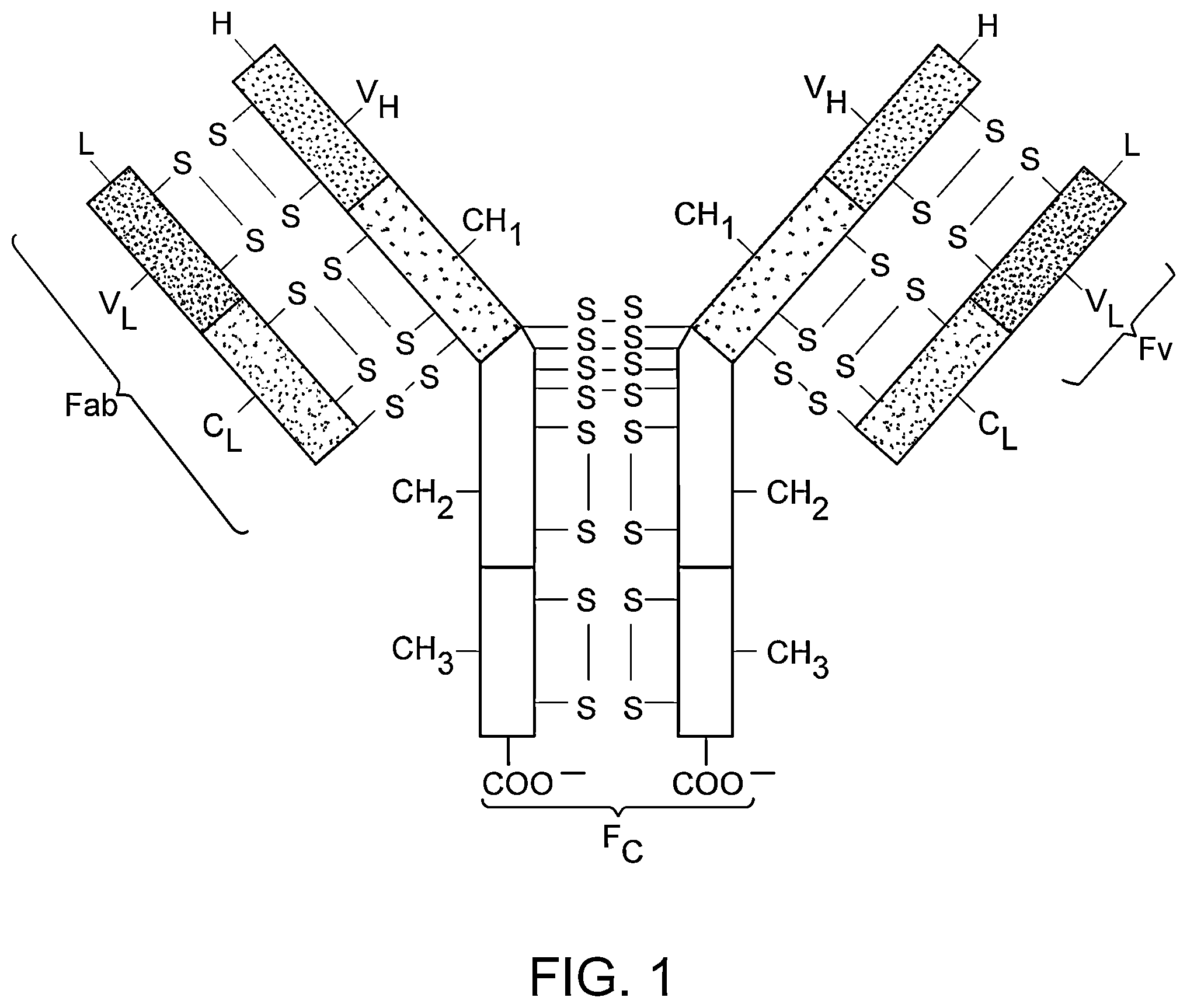 Patent US12338282 — Anti-Notch3 antibody — Figure 1