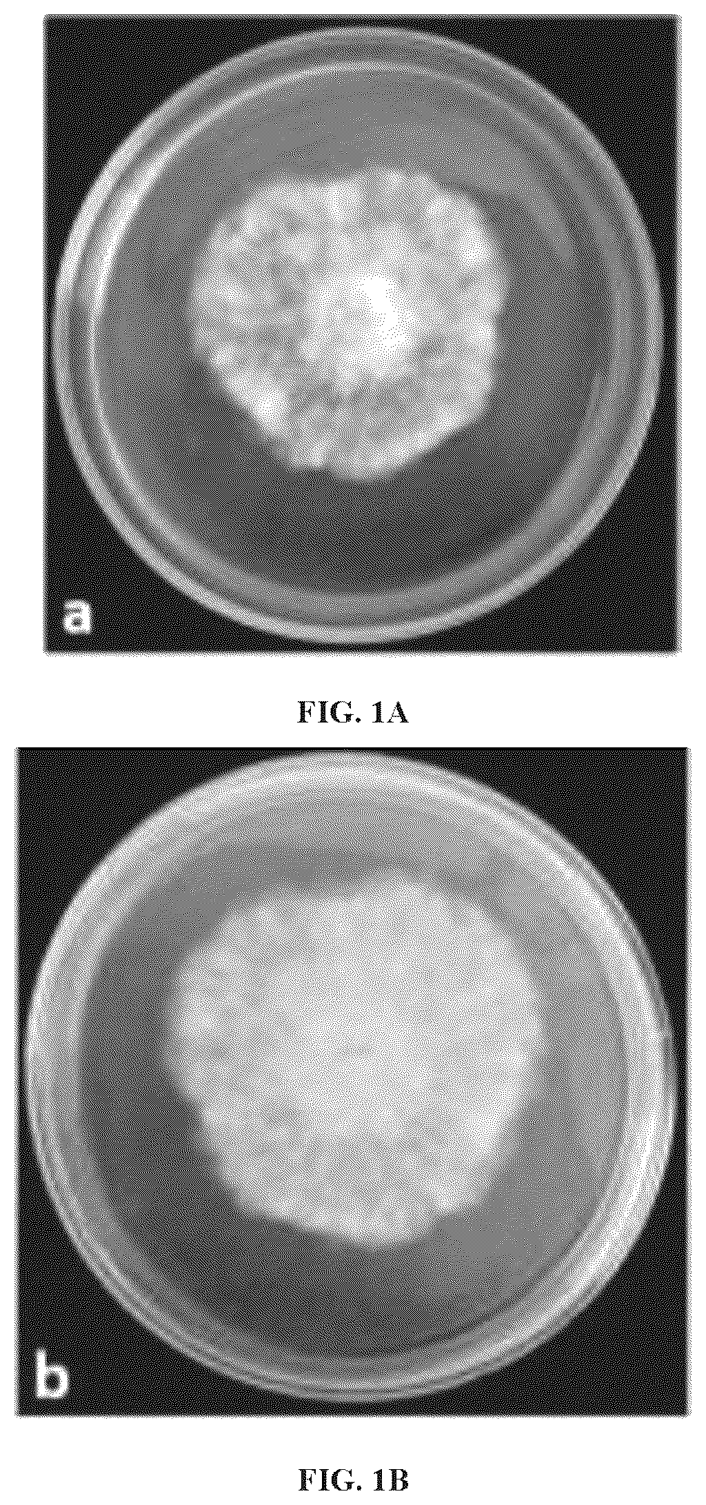 Patent US12338430 — Filamentous fungus and use thereof in gas metabolism — Figure 1