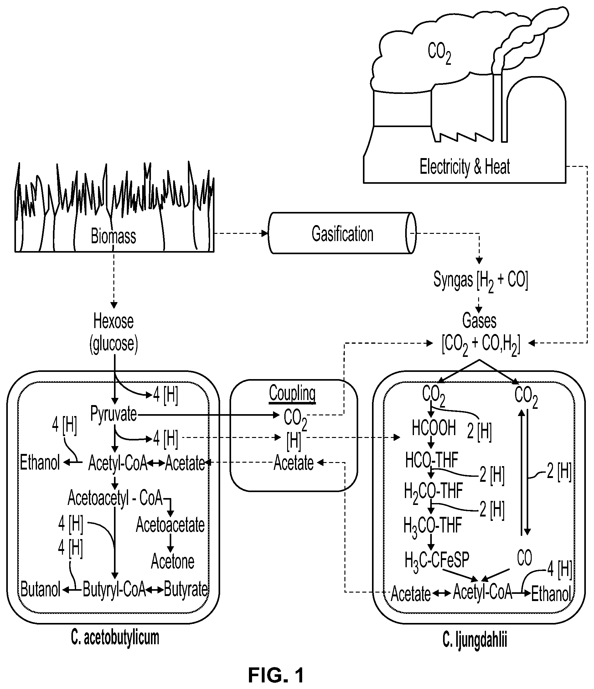 Patent US12338431 — Syntrophic co-cultures and uses thereof — Figure 1