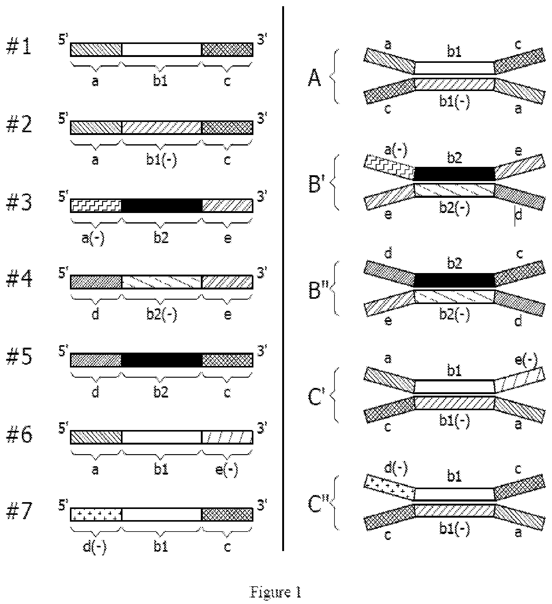 Patent US12338435 — Nucleic acid carriers and therapeutic methods of use — Figure 1