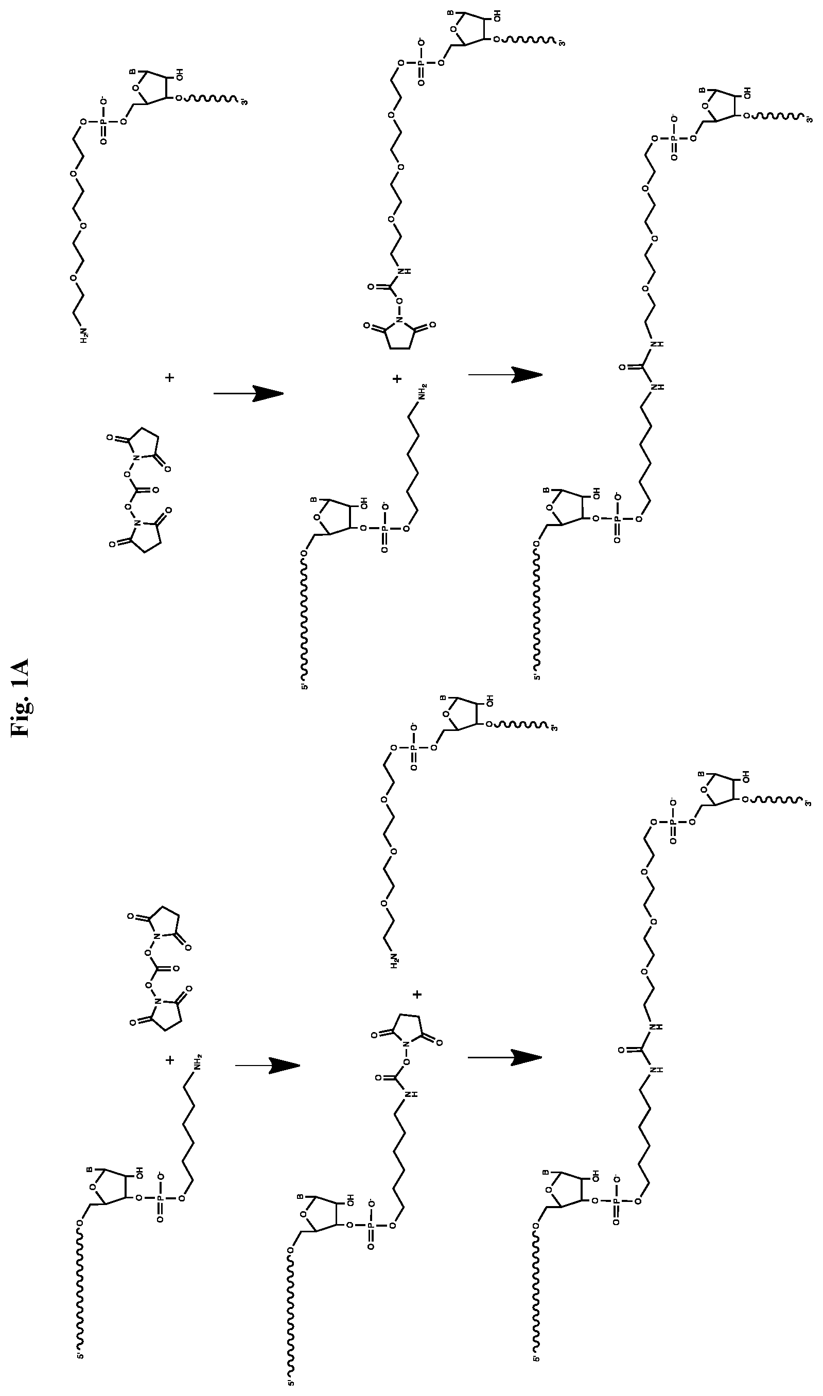 Patent US12338436 — Synthetic guide molecules, compositions and methods relating thereto — Figure 1