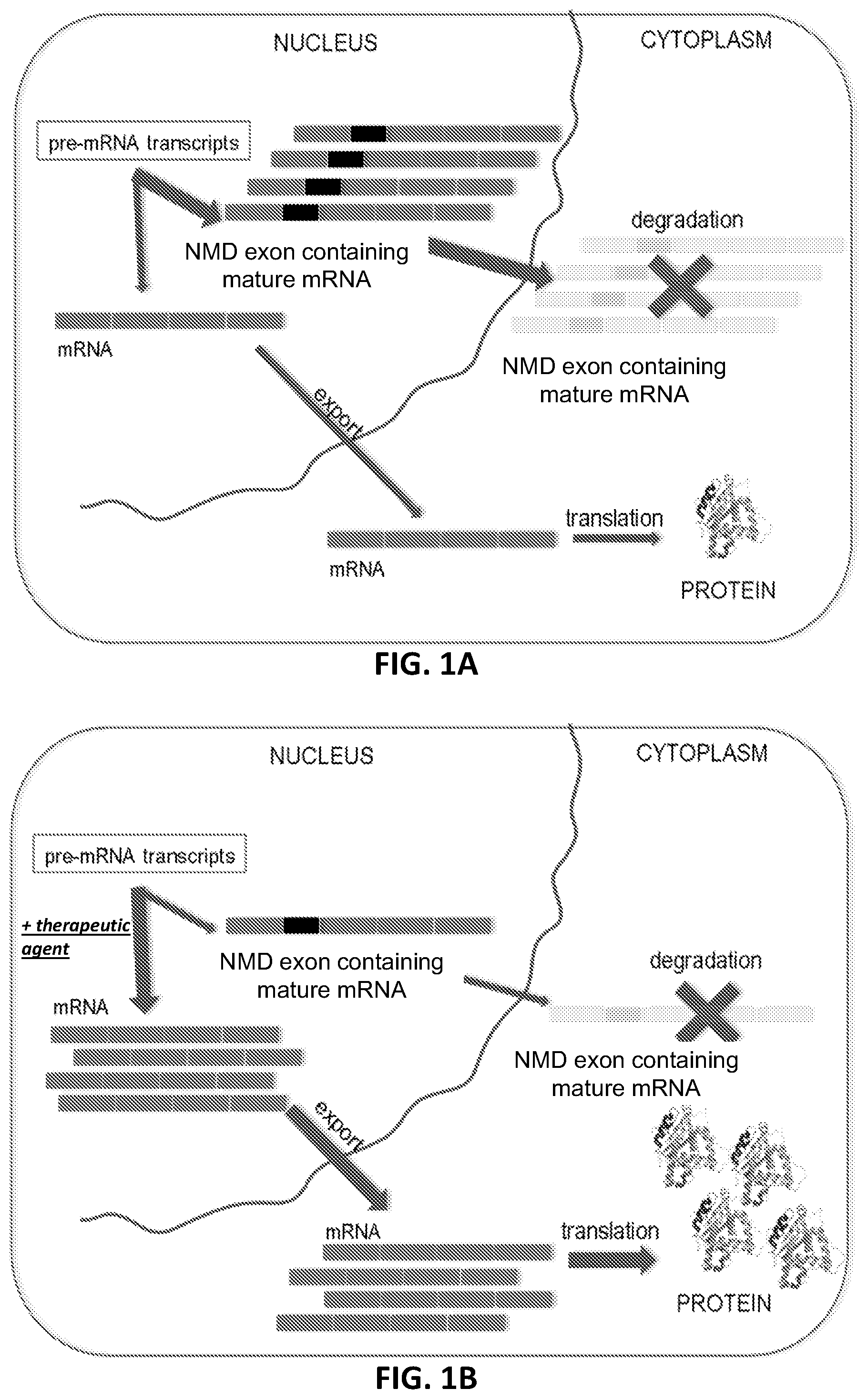Patent US12338437 Figure 1 – OPA1 antisense oligomers for treatment of conditions and diseases