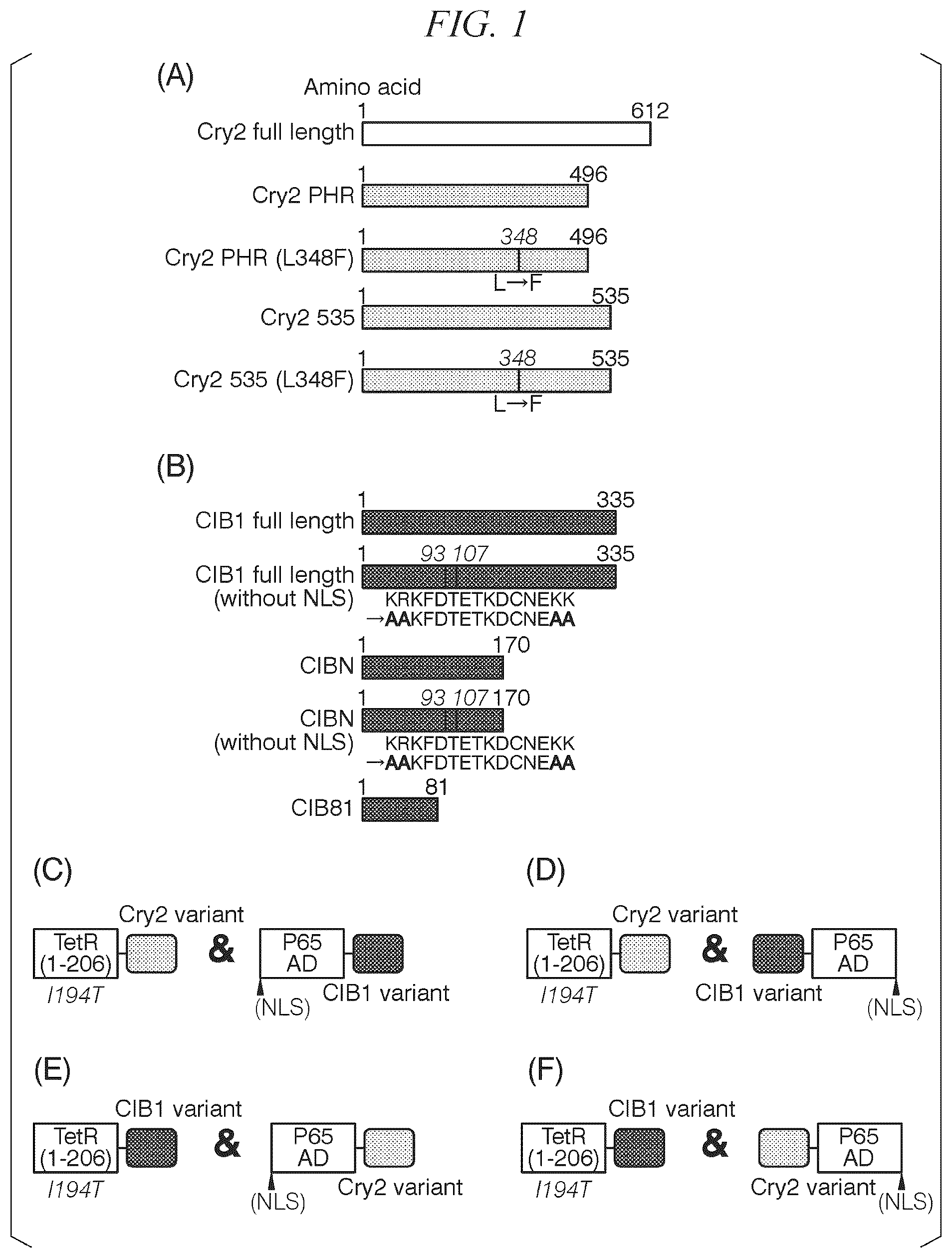 Patent US12338443 — Photoactivatable Tet expression control system — Figure 1