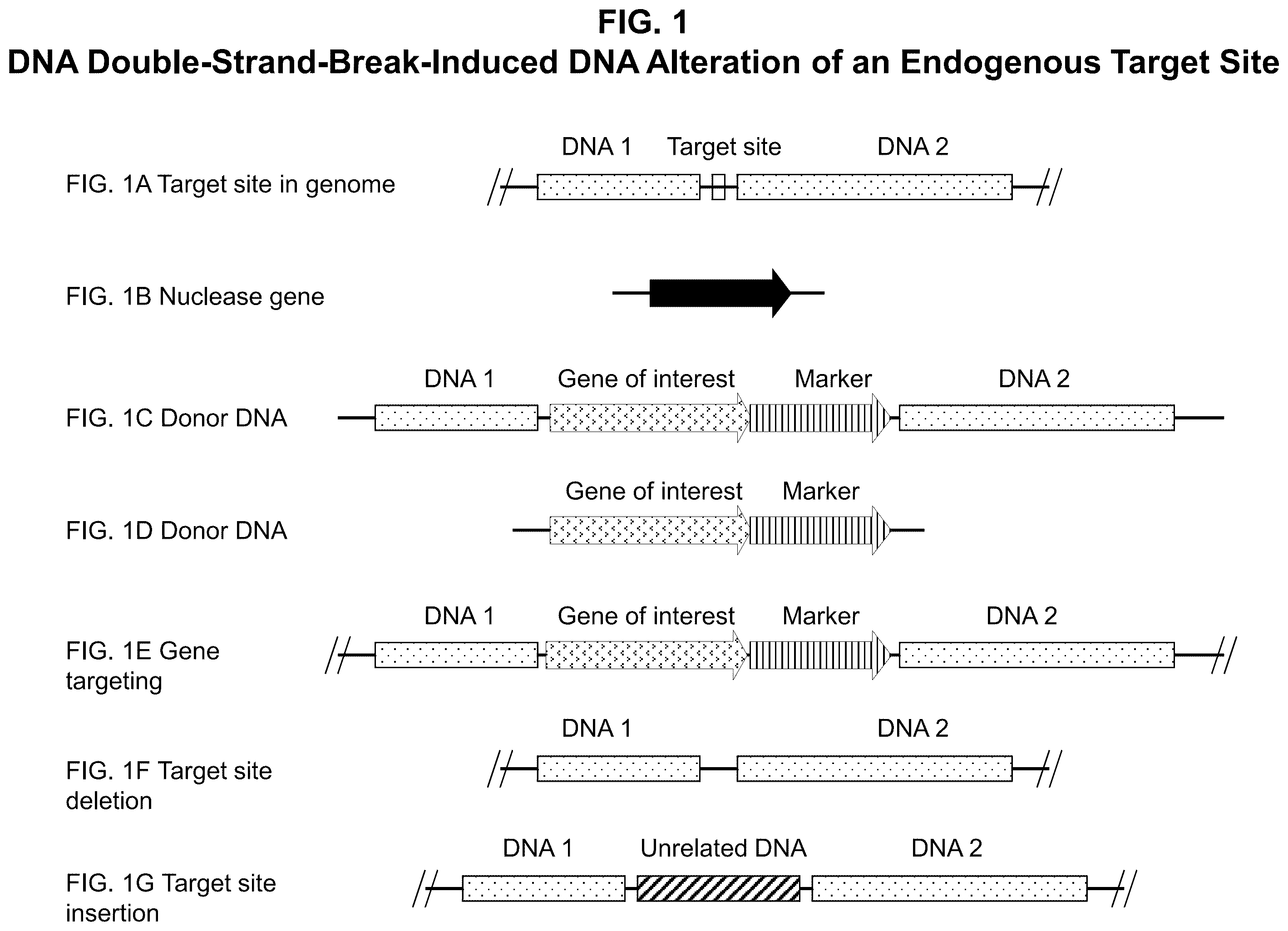 Patent US12338444 — Methods for producing a complex transgenic trait locus — Figure 1