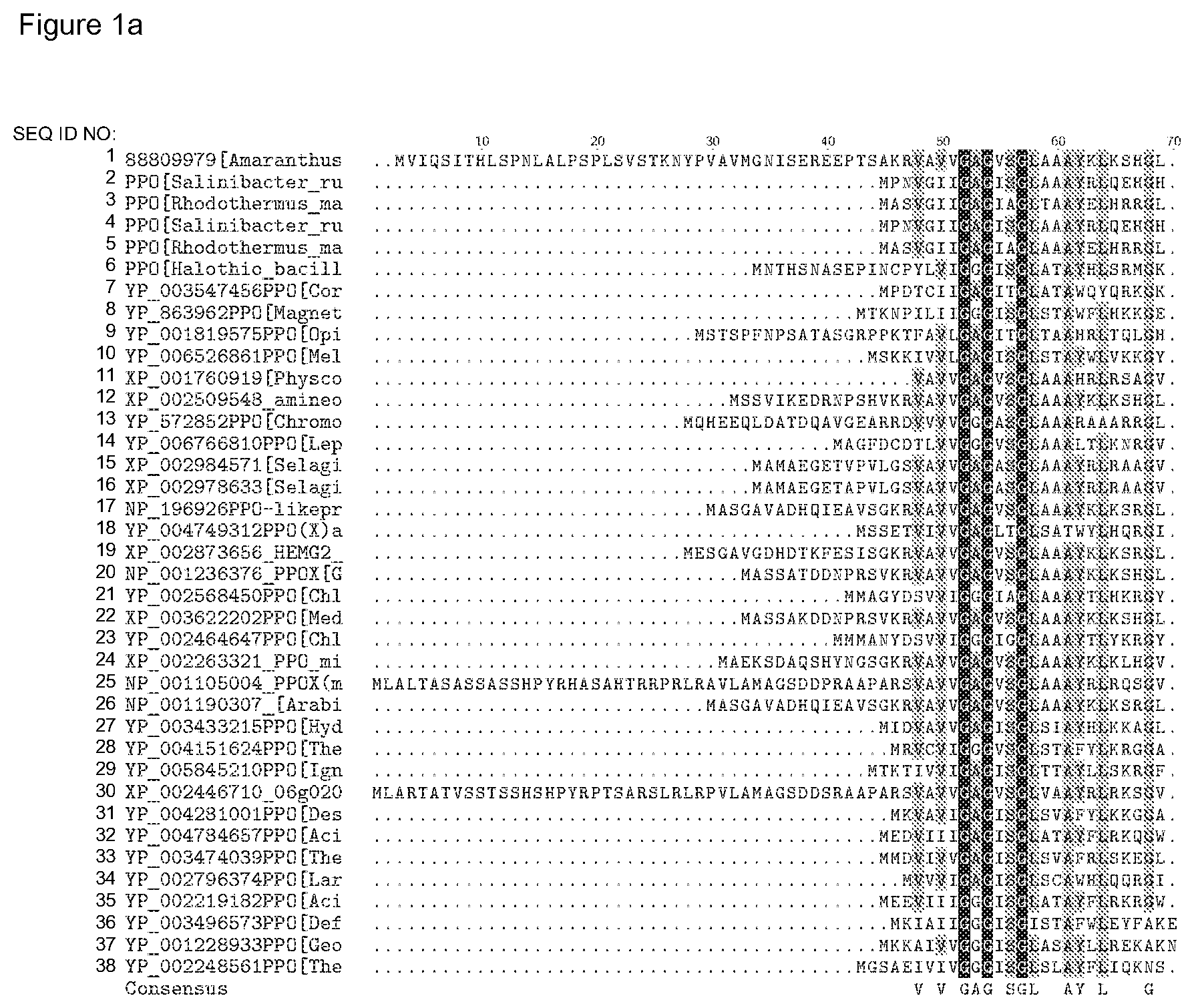 Patent US12338446 — Plants having increased tolerance to herbicides — Figure 1