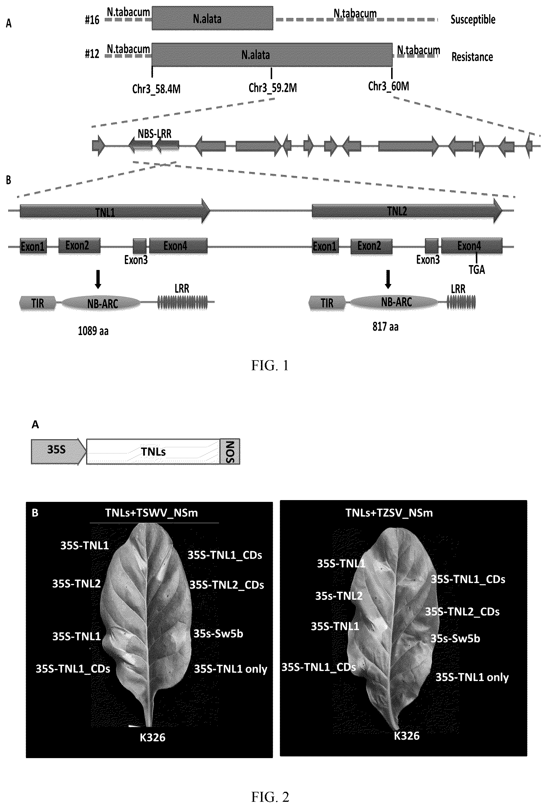 Patent US12338447 — Spotted wilt disease resistance gene RTSW from tobacco and use thereof — Figure 1