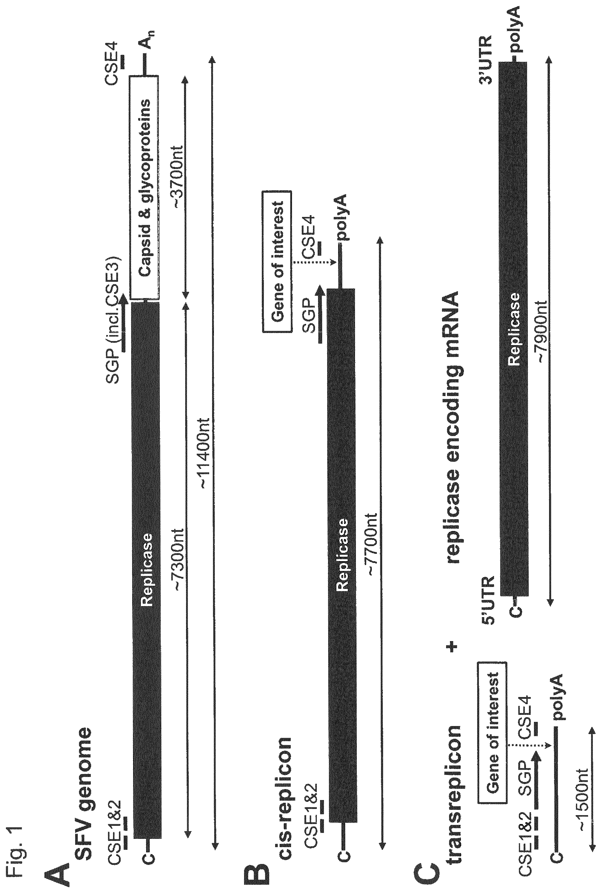 Patent US12338448 — Trans-replicating RNA — Figure 1