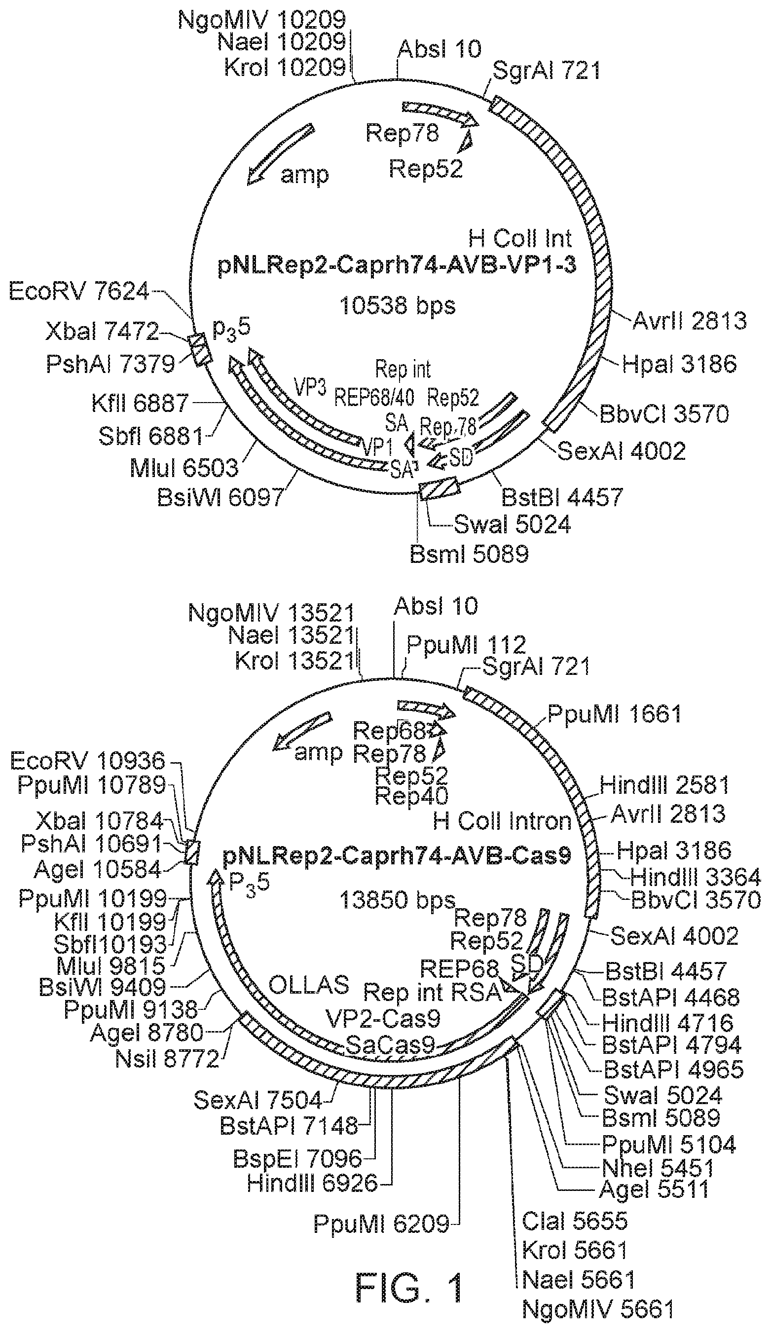 Patent US12338449 — Enhanced modified viral capsid proteins — Figure 1