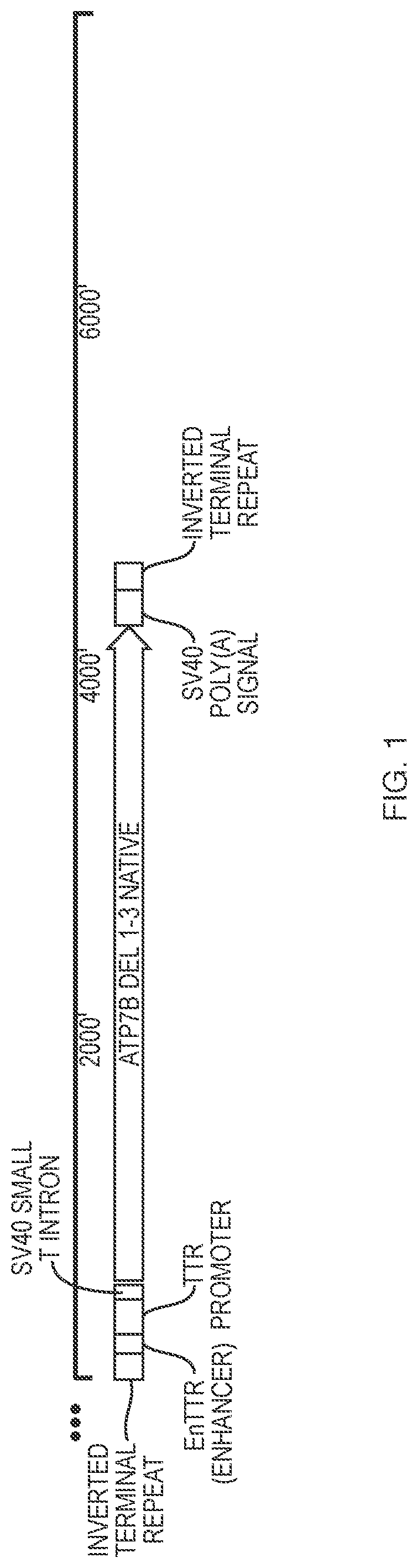 Patent US12338450 — Gene therapy constructs for treating Wilson disease — Figure 1