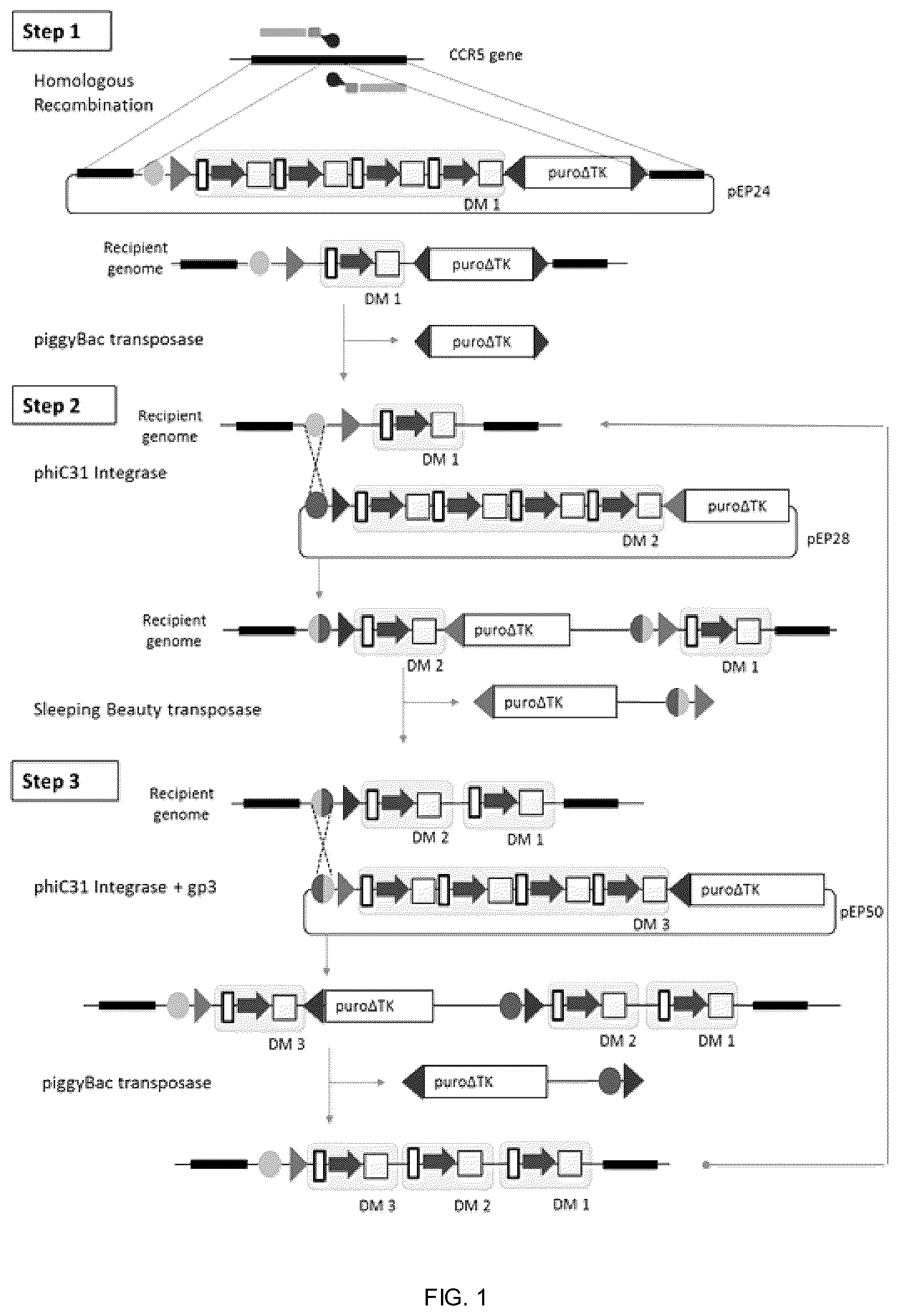Patent US12338453 — Method for the introduction of genetic information in cell by site-specific integration system — Figure 1