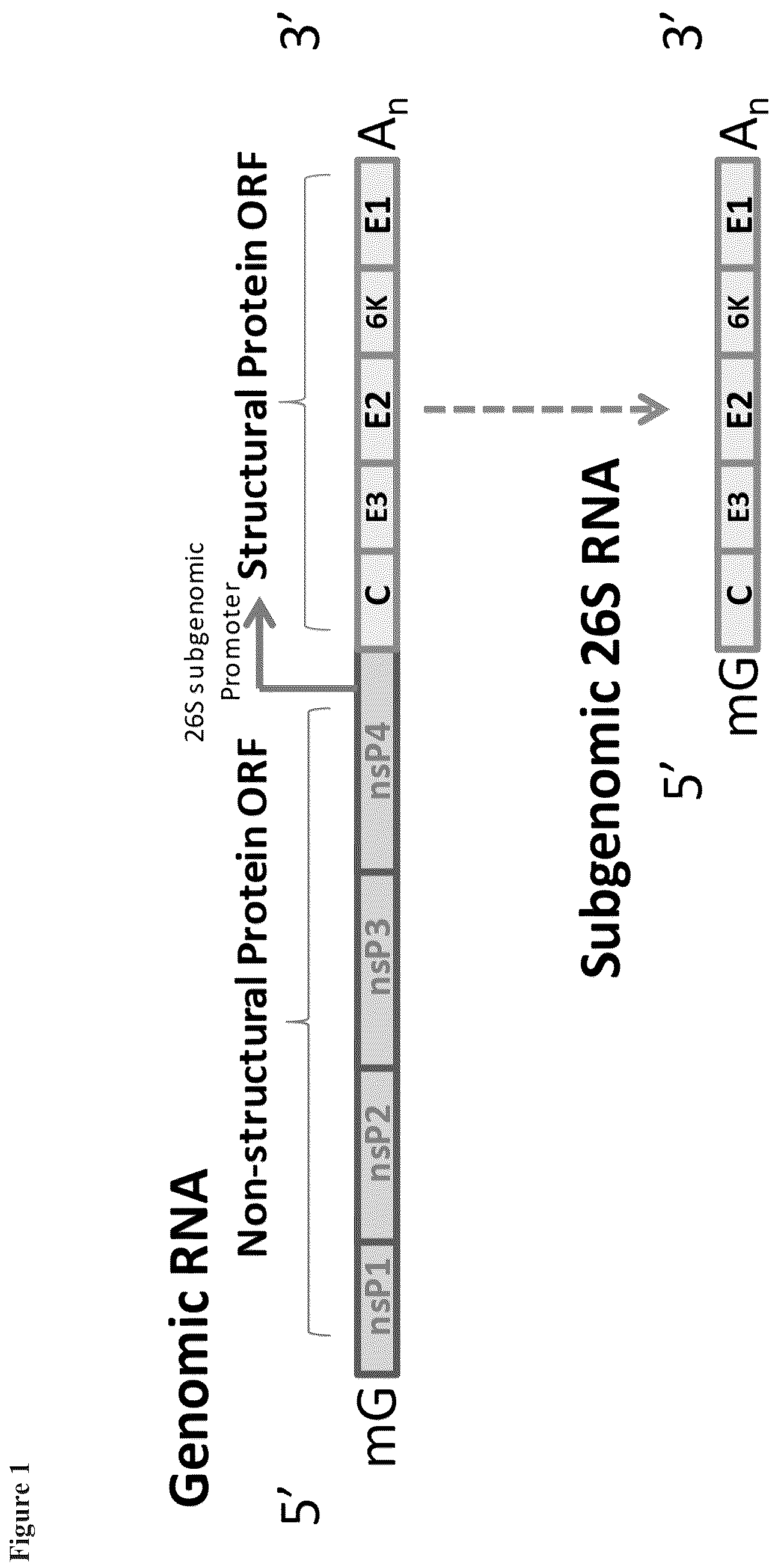 Patent US12338463 Figure 1 – Sindbis control virus