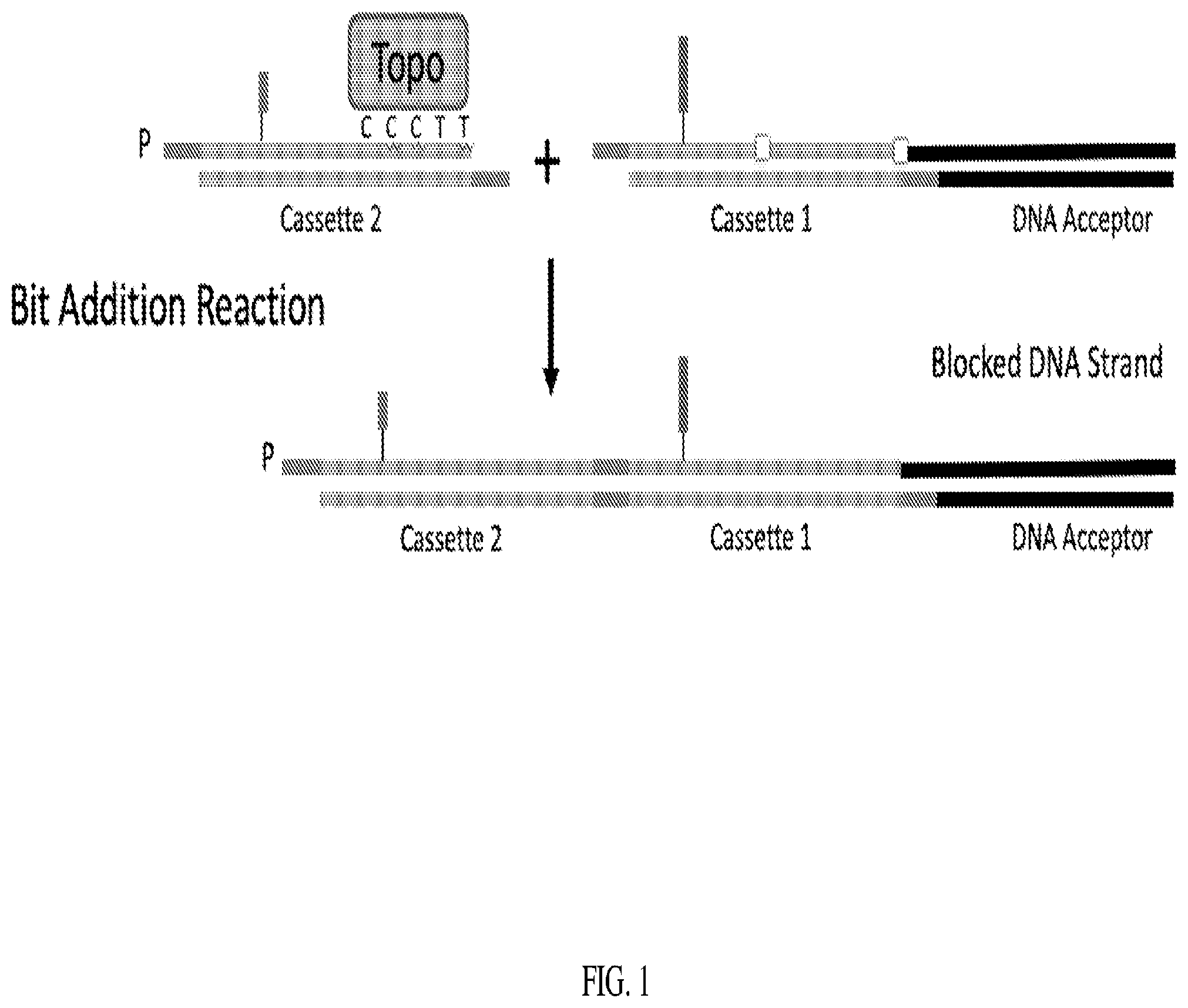 Patent US12338470 Figure 1 – Enzymes and systems for synthesizing DNA