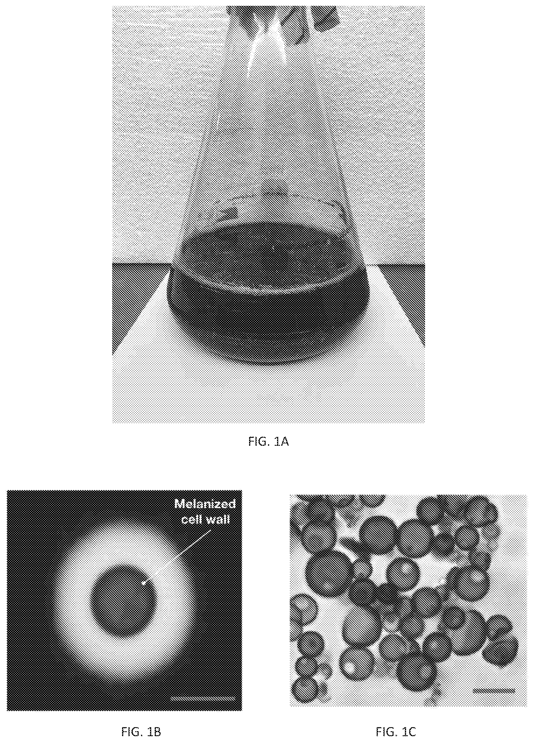 Patent US12338472 — Isolation of fungal melanin and uses in external radiation shielding and heat capture — Figure 1