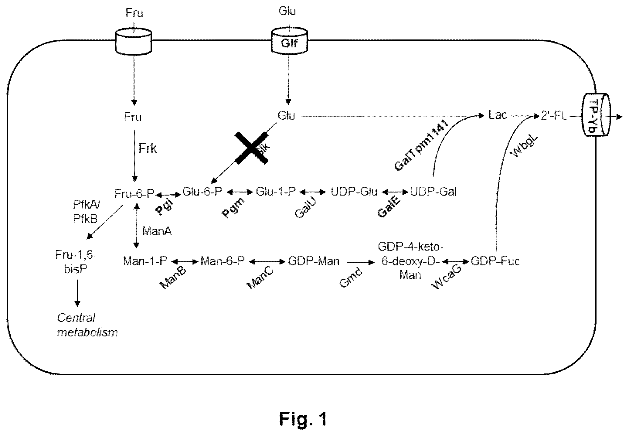 Patent US12338473 Figure 1 – Fermentative production of oligosaccharides by total fermentation utilizing a mixed feedstock