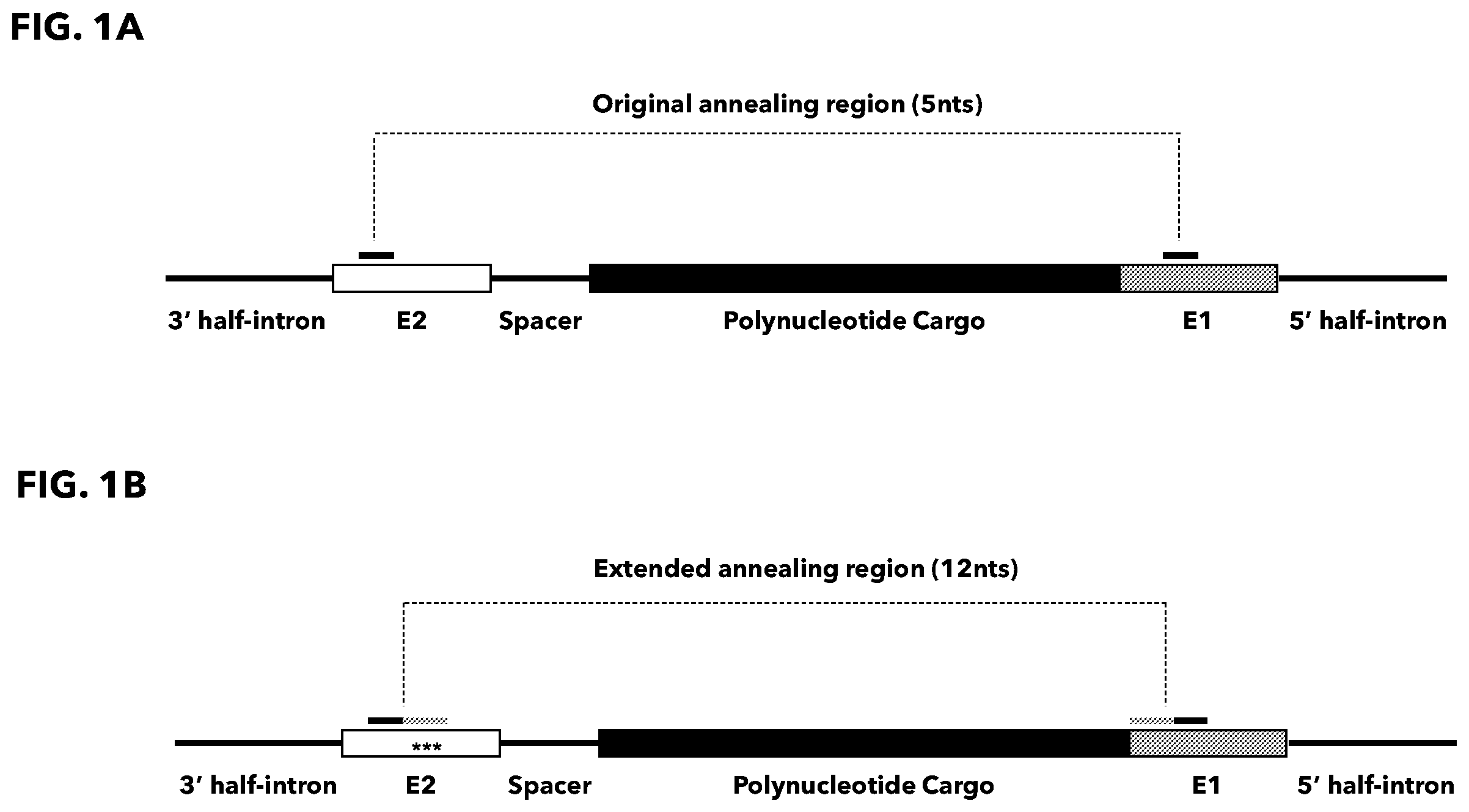 Patent US12338474 — Compositions and methods for producing circular polyribonucleotides — Figure 1