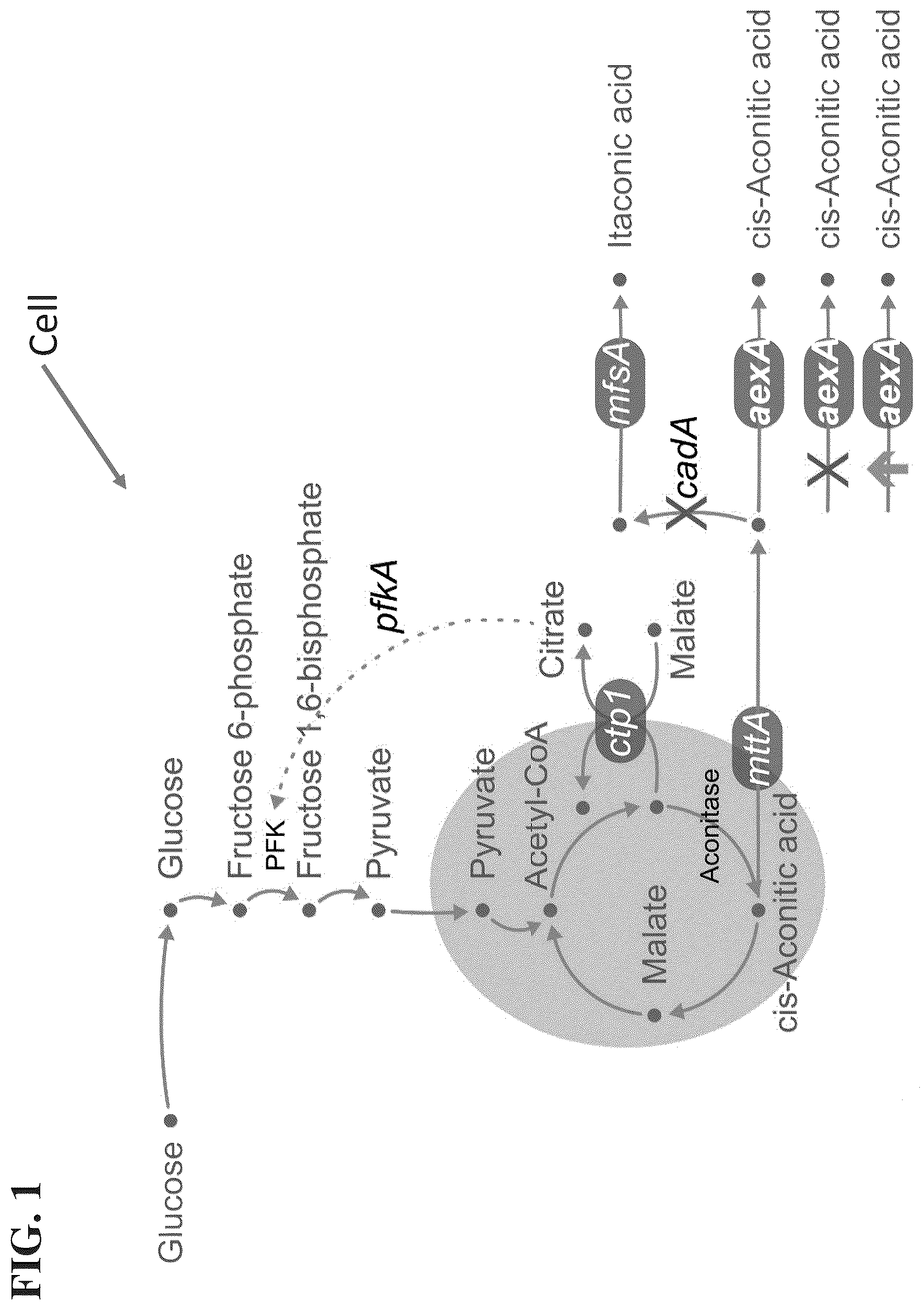 Patent US12338480 — Aconitic acid exporter (aexA) increases organic acid production in aspergillus — Figure 1