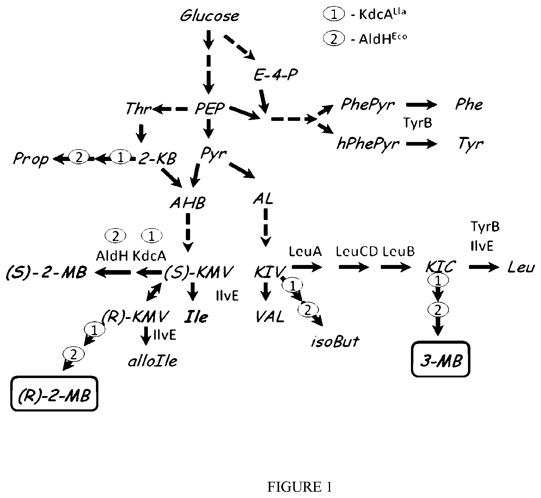 Patent US12338481 — Method for producing 2-methyl-butyric acid by bacterial fermentation — Figure 1