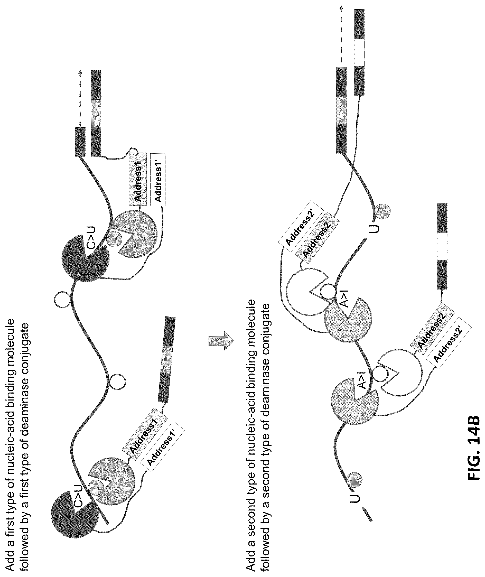 Patent US12338485 Figure 15 – Multiplexed profiling of RNA and DNA modifications