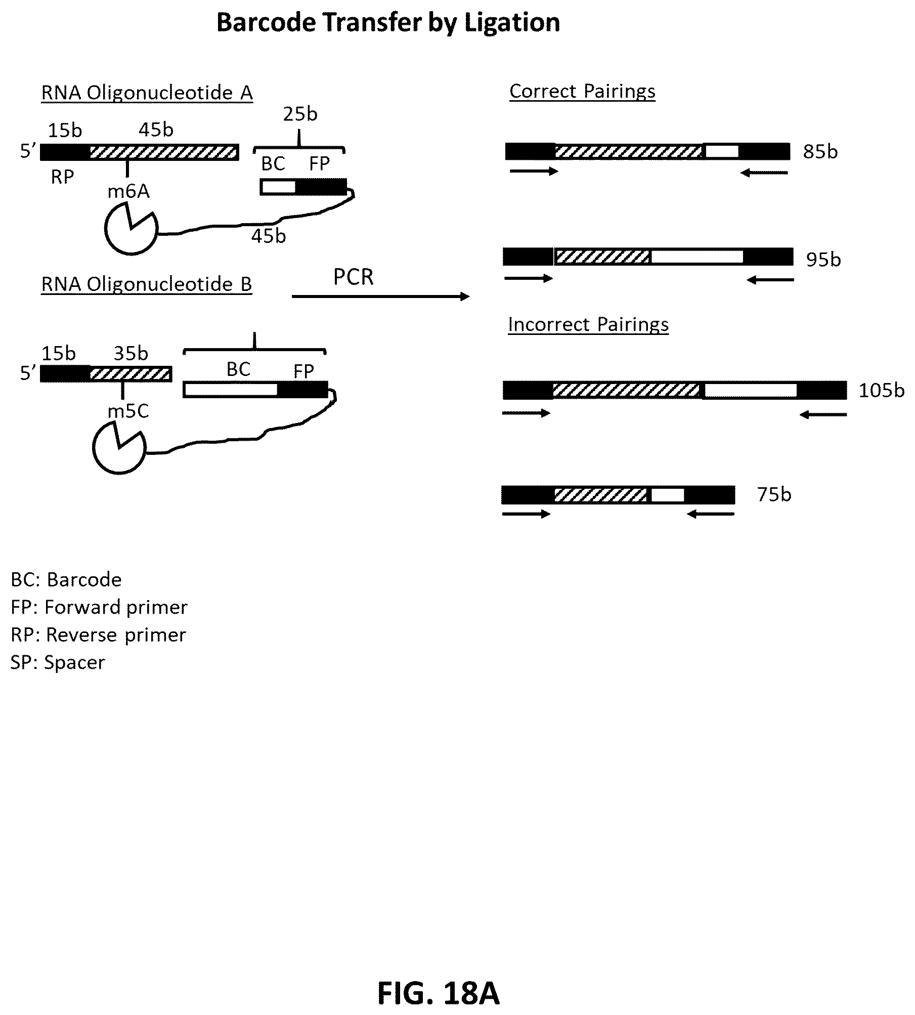 Patent US12338485 Figure 20 – Multiplexed profiling of RNA and DNA modifications